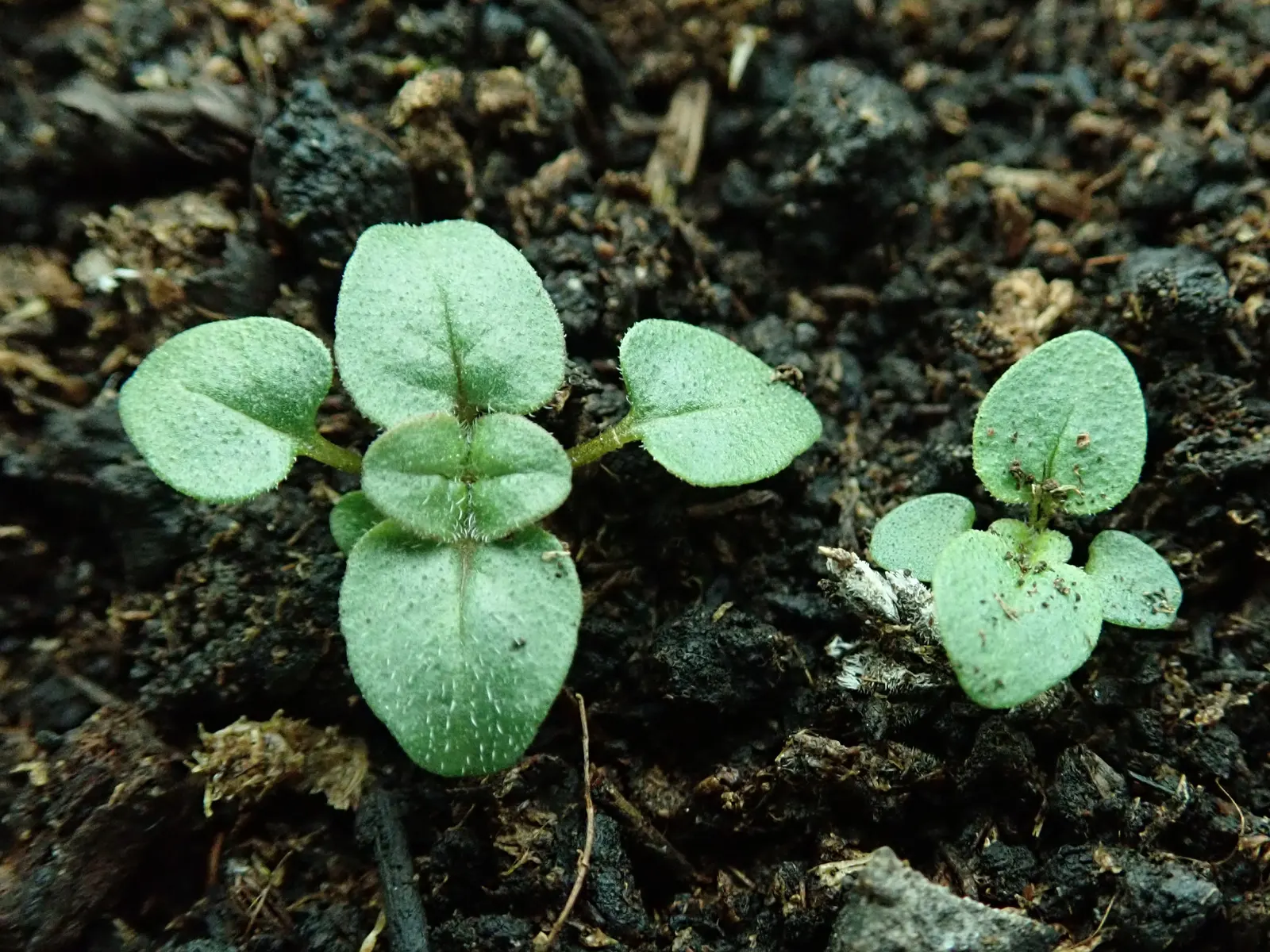 Oregano (Origanum Vulgare) — and sensory appeal make it an excellent choice for both novice gardeners and seasoned landscapers; and its tendency to, image 97
