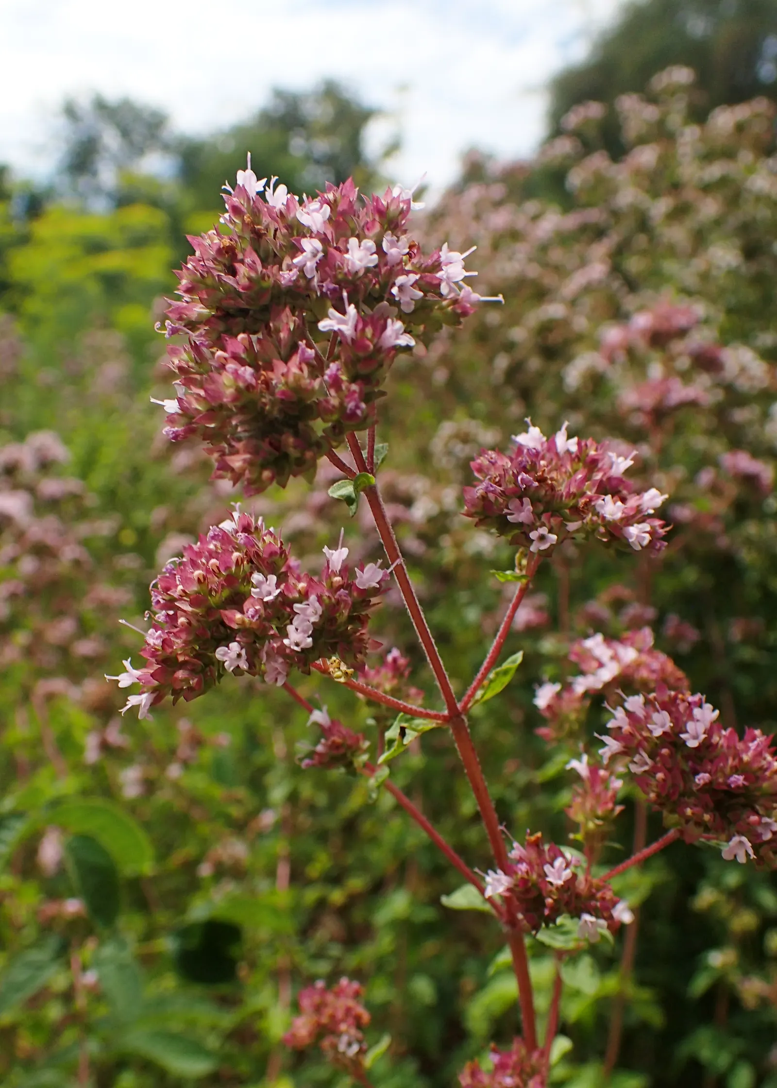 Oregano (Origanum Vulgare) — and sensory appeal make it an excellent choice for both novice gardeners and seasoned landscapers; and its tendency to, image 77