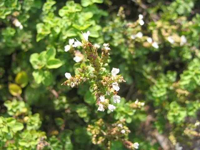 Oregano (Origanum Vulgare) — Its texture contrasts beautifully against broader-leaved plants; prized for its aromatic leaves used in culinary, image 95