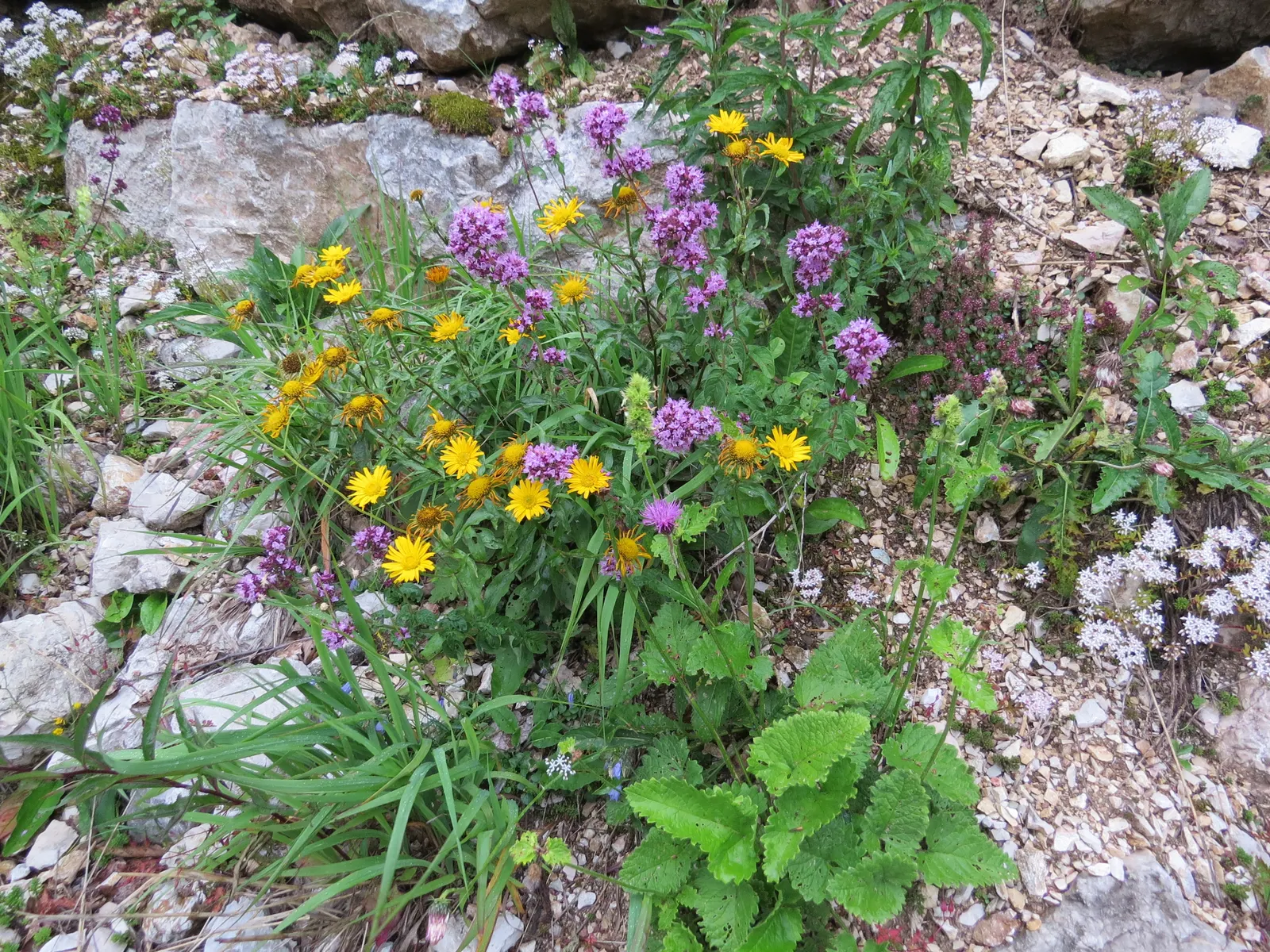 Oregano (Origanum Vulgare) — Its texture contrasts beautifully against broader-leaved plants; prized for its aromatic leaves used in culinary, image 75