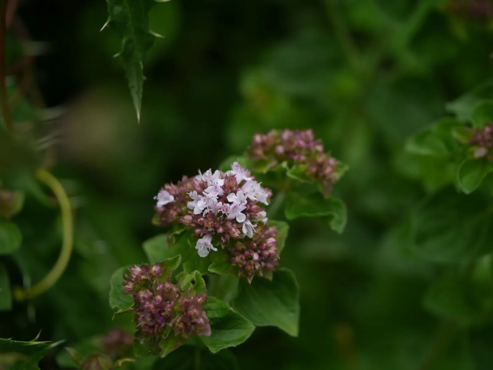 Oregano (Origanum Vulgare) — oregano is a versatile plant that requires full sun exposure for optimal growth; scientifically named Origanum vulgare, image 70