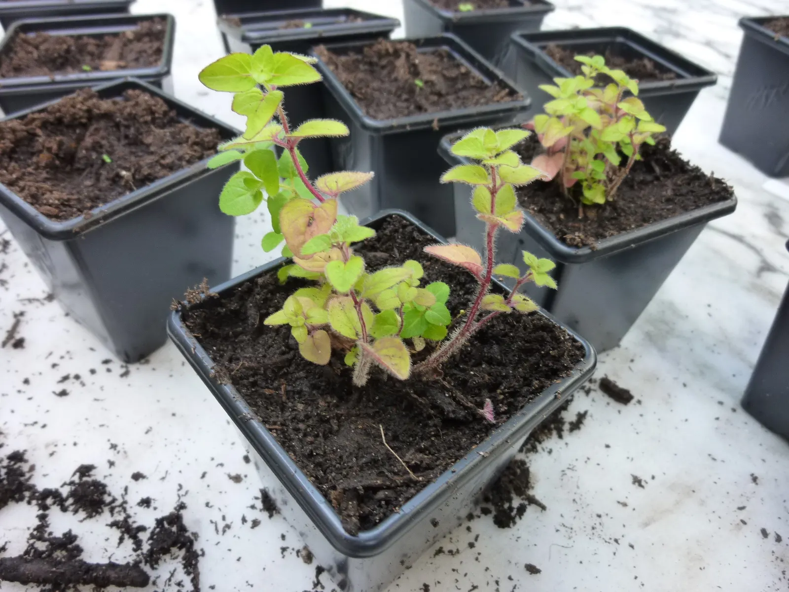 Oregano (Origanum Vulgare) — Thriving in full sun and well-drained soil; oregano is drought tolerant once established and attracts pollinators, image 124