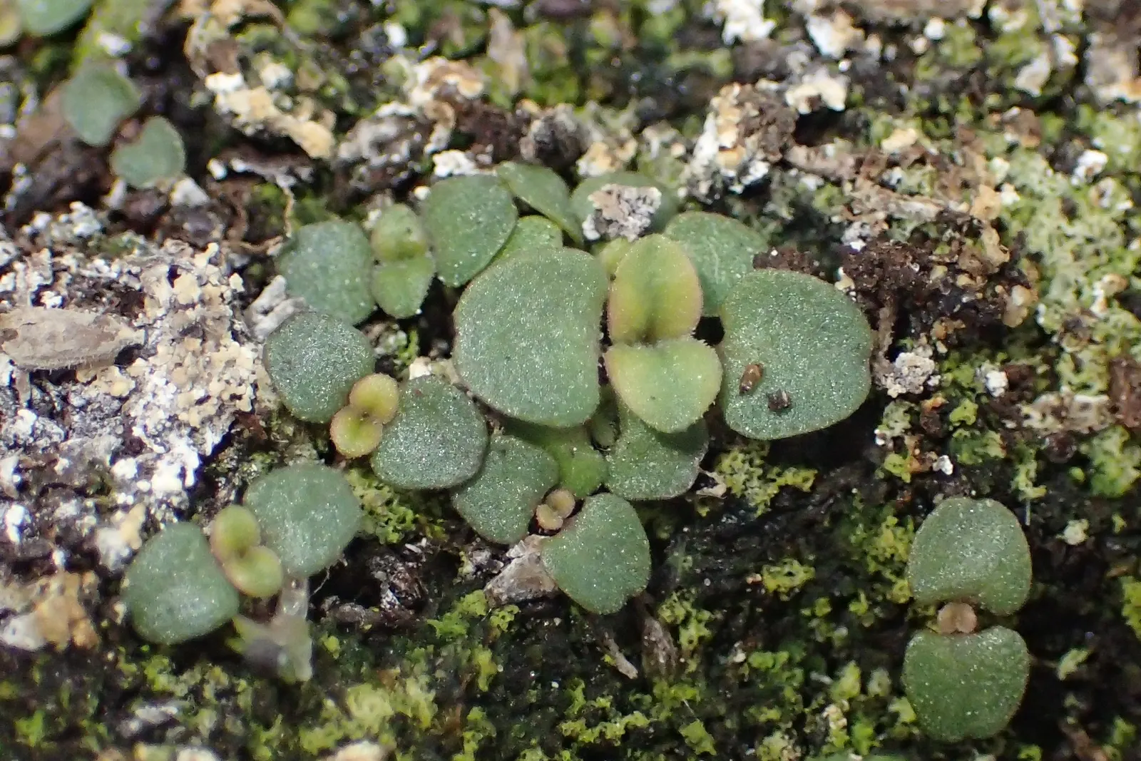 Oregano (Origanum Vulgare) — It features delicate purple flowers and reaches up to 30 inches tall, with a spread of 18 inches; pink flowers in the, image 123