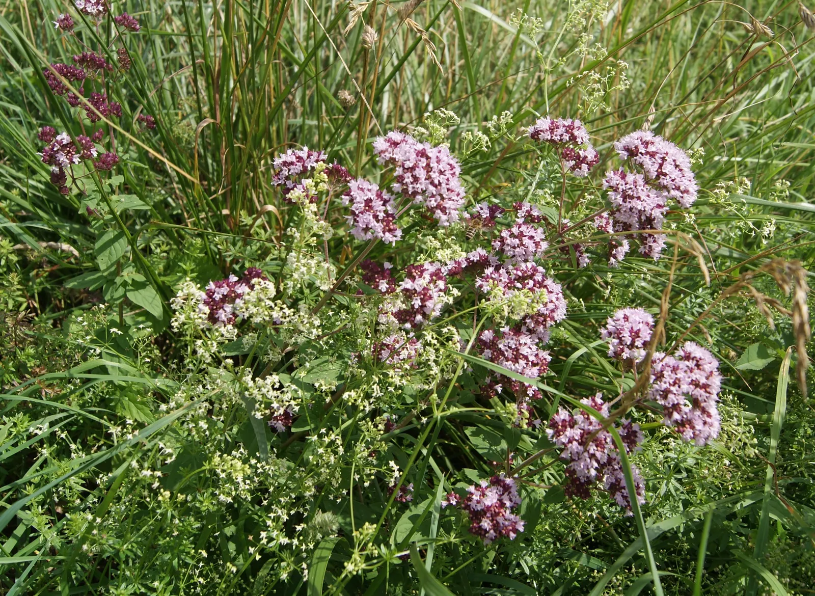Oregano (Origanum Vulgare) — For the best flavor, gather leaves just before the plant flowers, typically in late spring to early summer, image 111