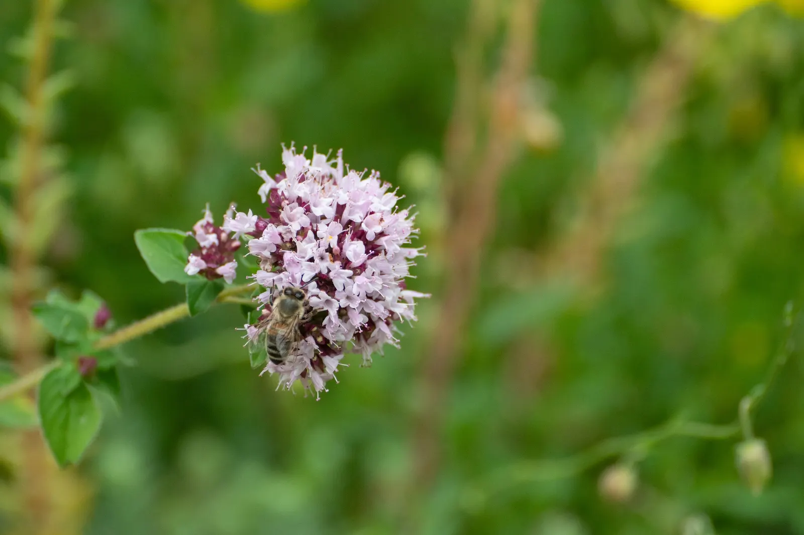 Oregano (Origanum Vulgare) — prized for its aromatic leaves used in culinary applications; for the best flavor, gather leaves just before the plant, image 122