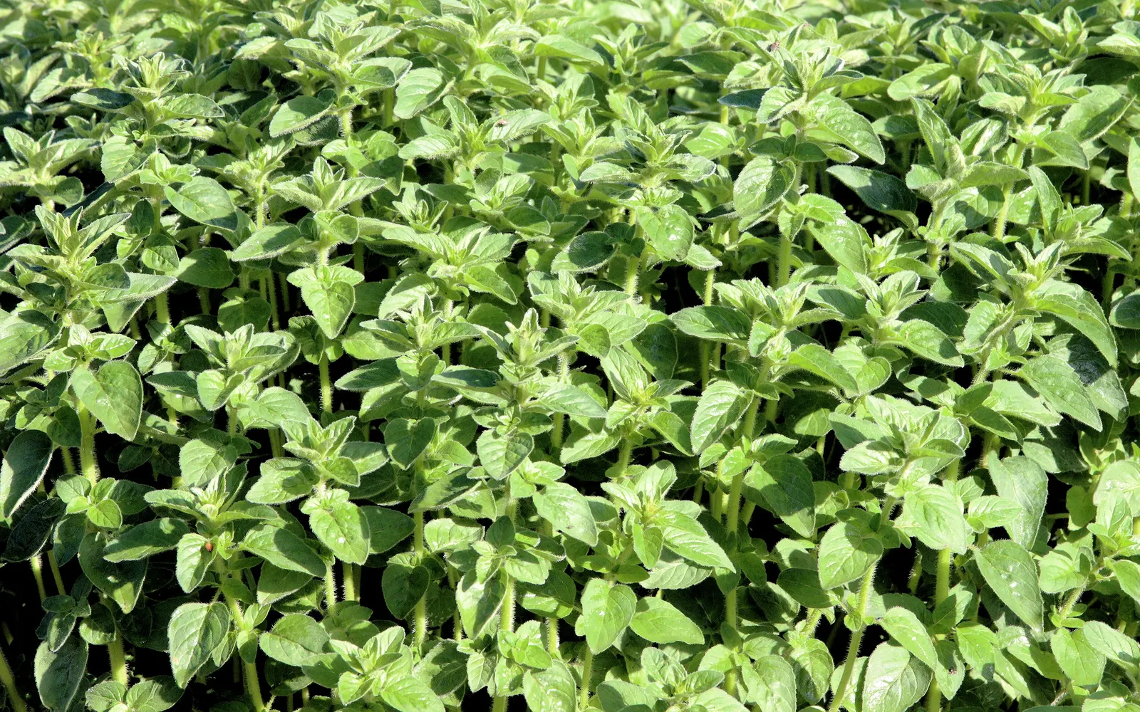 Oregano (Origanum Vulgare) — Department of Agriculture plant hardiness zones 4 through 8; herb / perennial for full or half, image 89