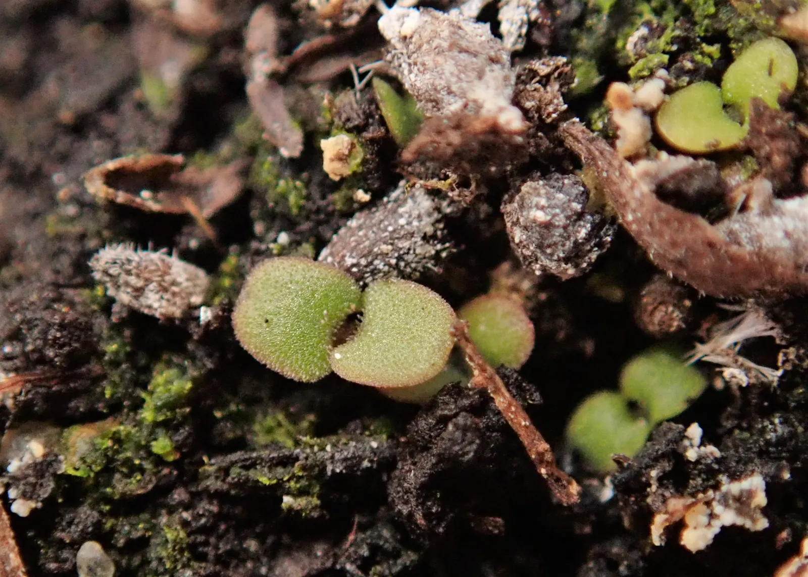 Oregano (Origanum Vulgare) — and breads.<br><br>For the landscape designer; is a perennial herb cherished for its aromatic leaves and delicate, image 113