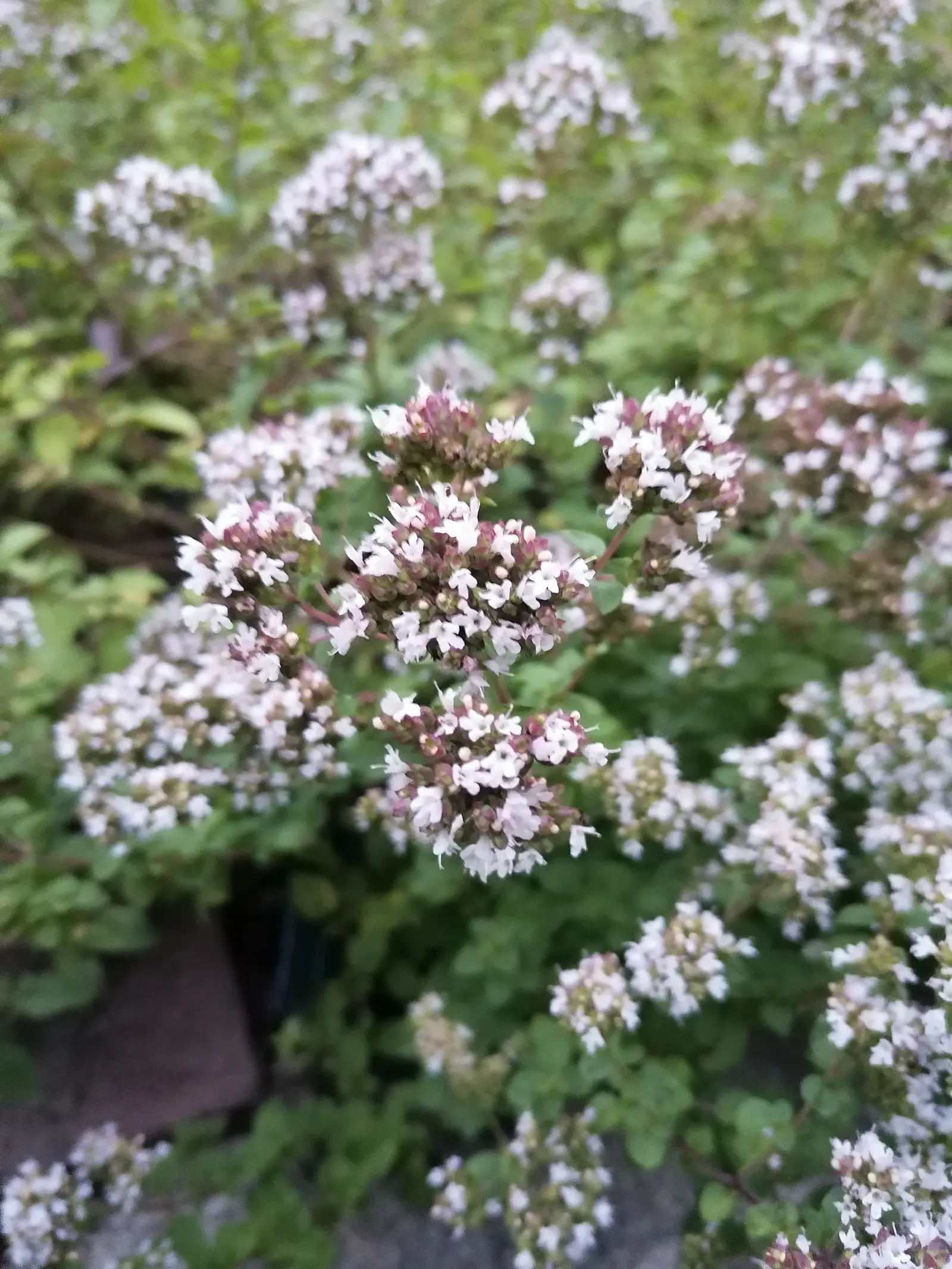 Oregano (Origanum Vulgare) — prized for its aromatic leaves used in culinary applications; for the best flavor, gather leaves just before the plant, image 102