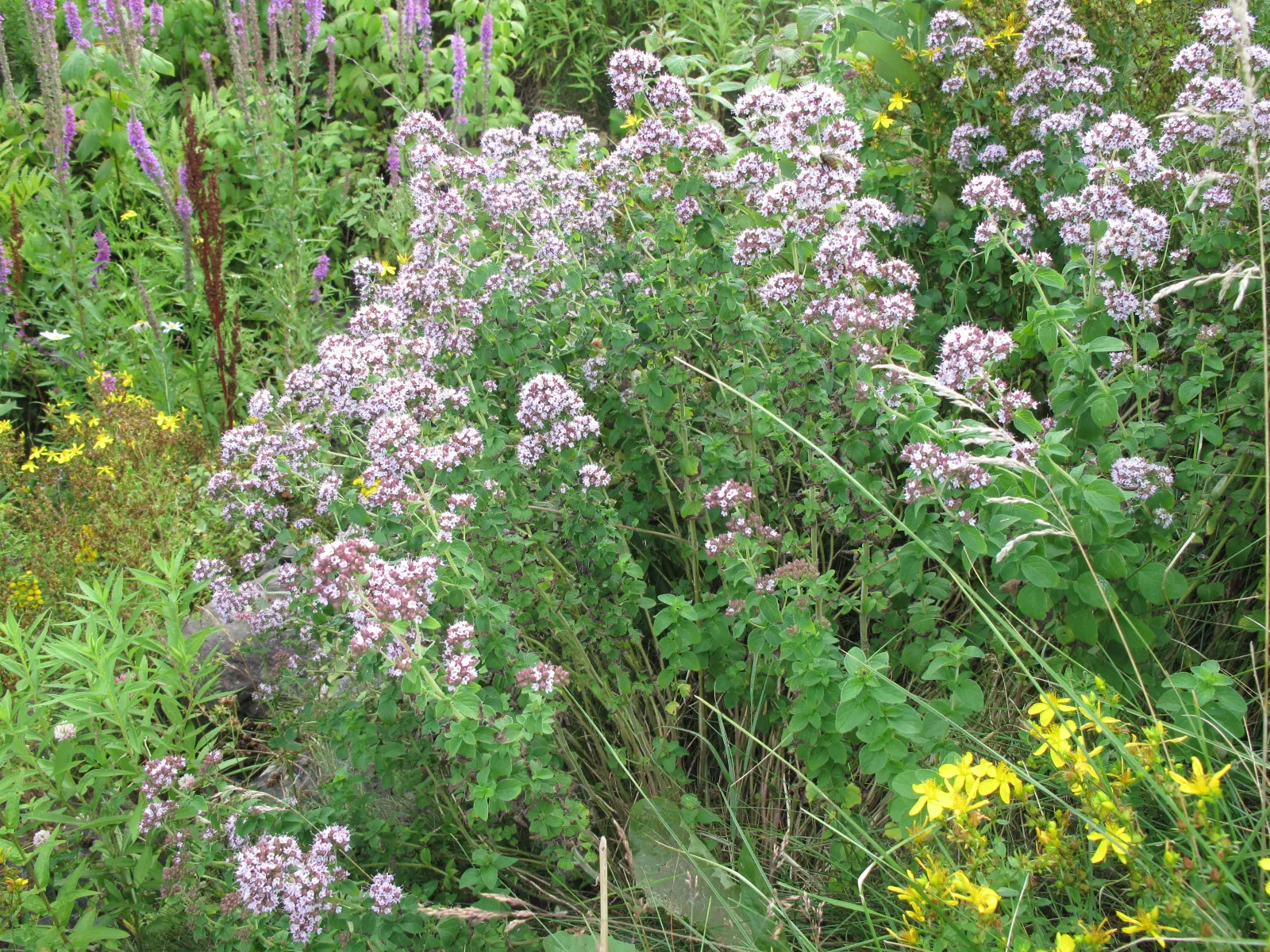 Oregano (Origanum Vulgare) — incorporating oregano provides both an aesthetic and functional element; its texture contrasts beautifully against, image 74