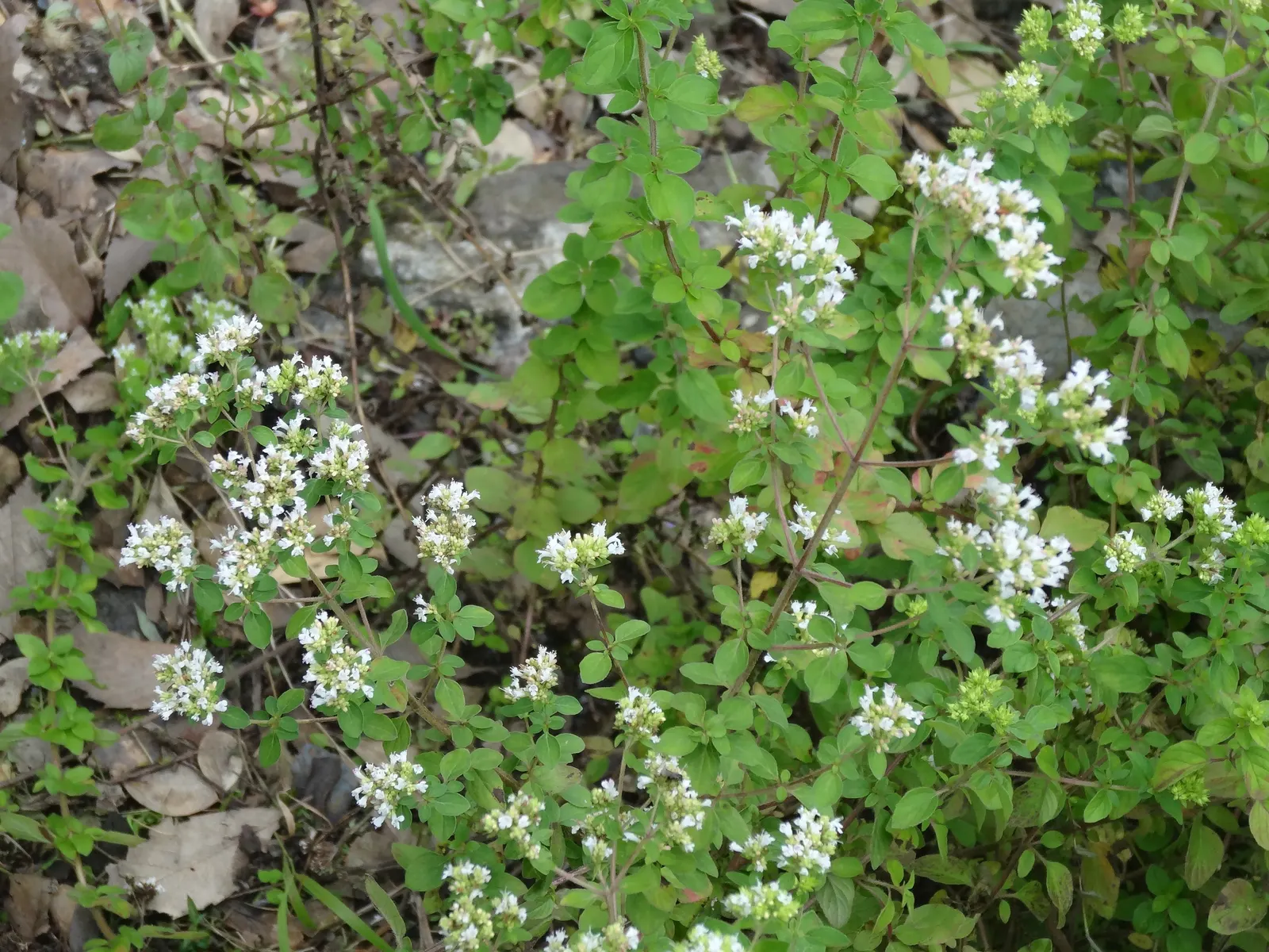 Oregano (Origanum Vulgare) — Department of Agriculture plant hardiness zones 4 through 8; herb / perennial for full or half, image 109