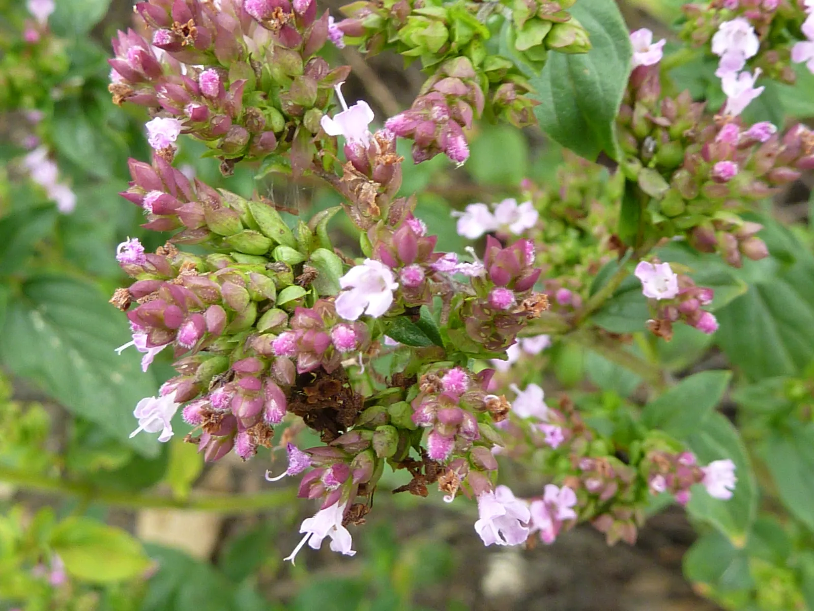 Oregano (Origanum Vulgare) — Its versatility makes it an excellent addition to herb gardens, rockeries, or as a fragrant ground cover; herb /, image 126