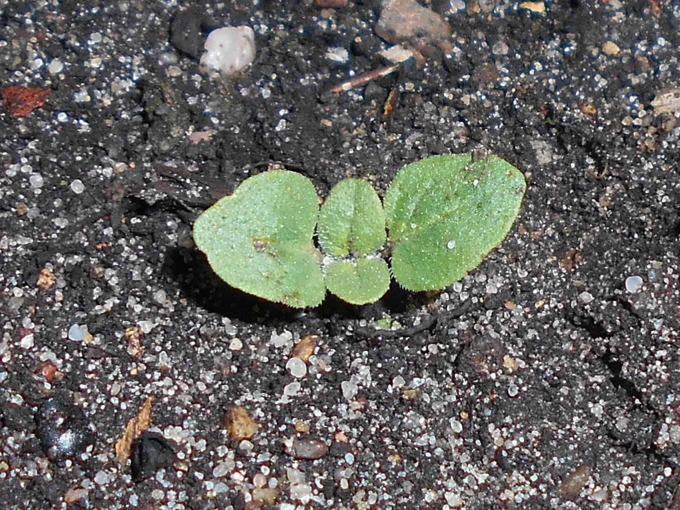 Oregano (Origanum Vulgare) — It features delicate purple flowers and reaches up to 30 inches tall, with a spread of 18 inches; pink flowers in the, image 103