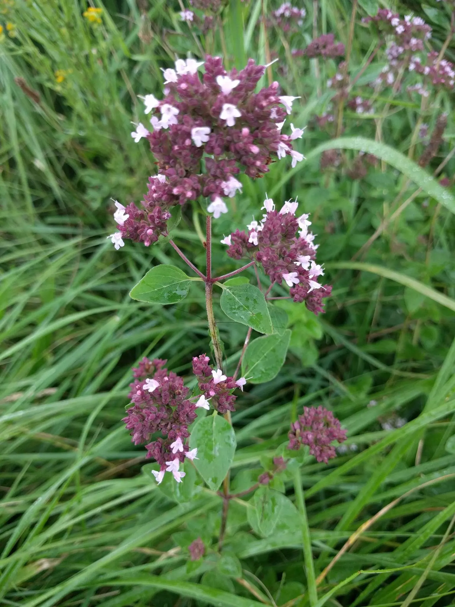 Oregano (Origanum Vulgare) — oregano is drought tolerant once established and attracts pollinators; oregano leaves are a staple in Mediterranean, image 85