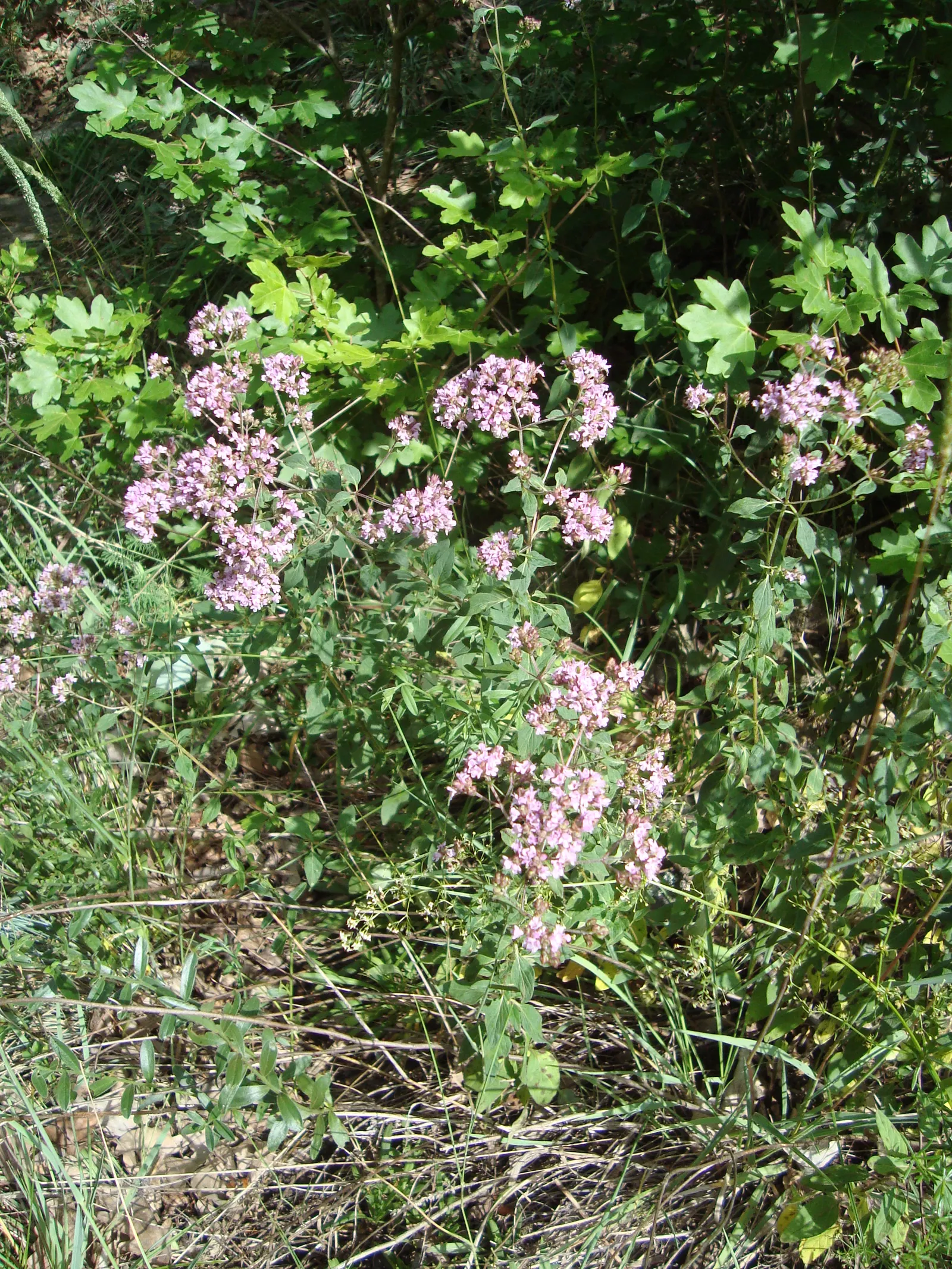 Oregano (Origanum Vulgare) — herb / perennial with pink blooms; oregano is a versatile plant that requires full sun exposure for optimal growth, image 79