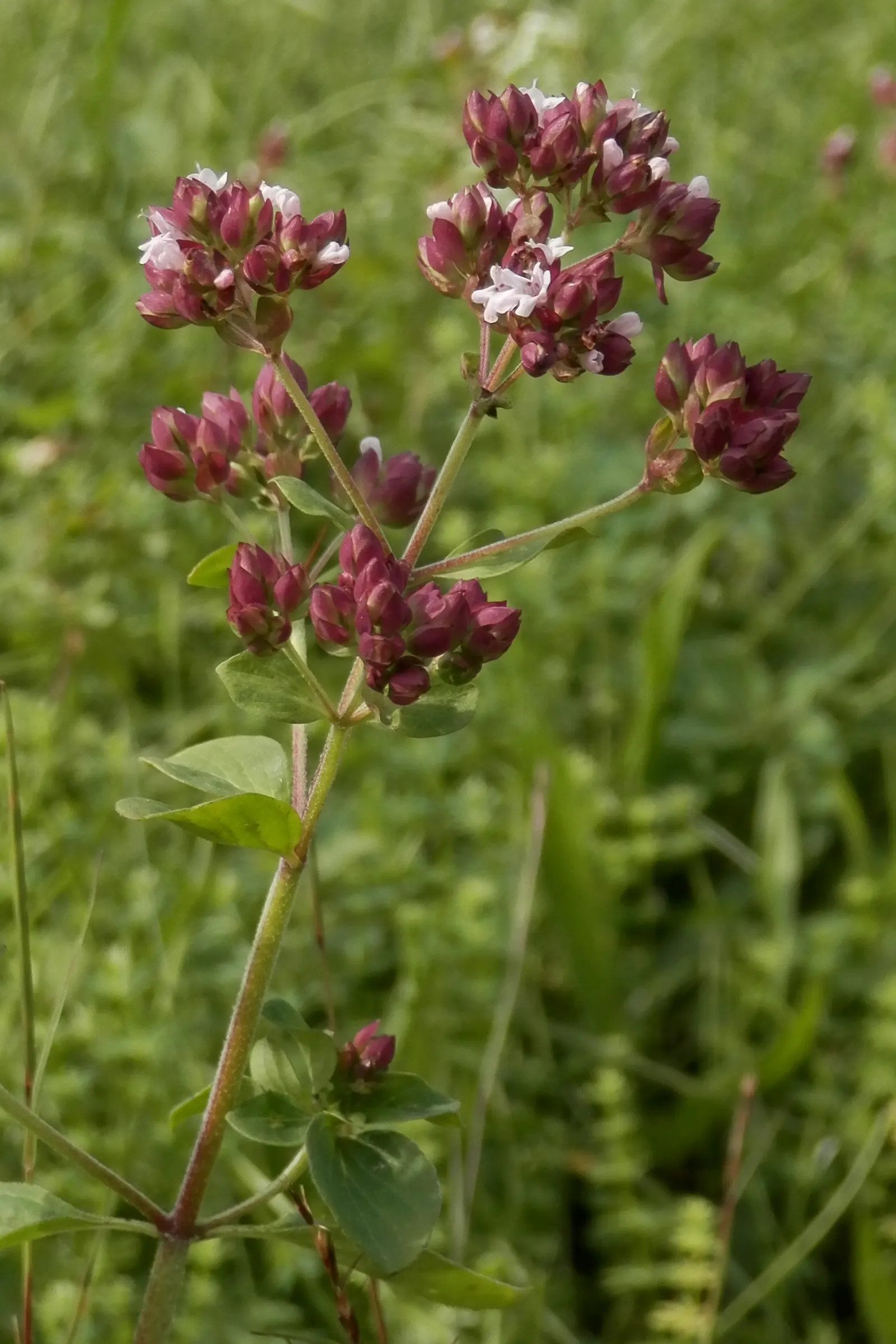 Oregano (Origanum Vulgare) — scientifically named Origanum vulgare; its versatility makes it an excellent addition to herb gardens, rockeries, or, image 107