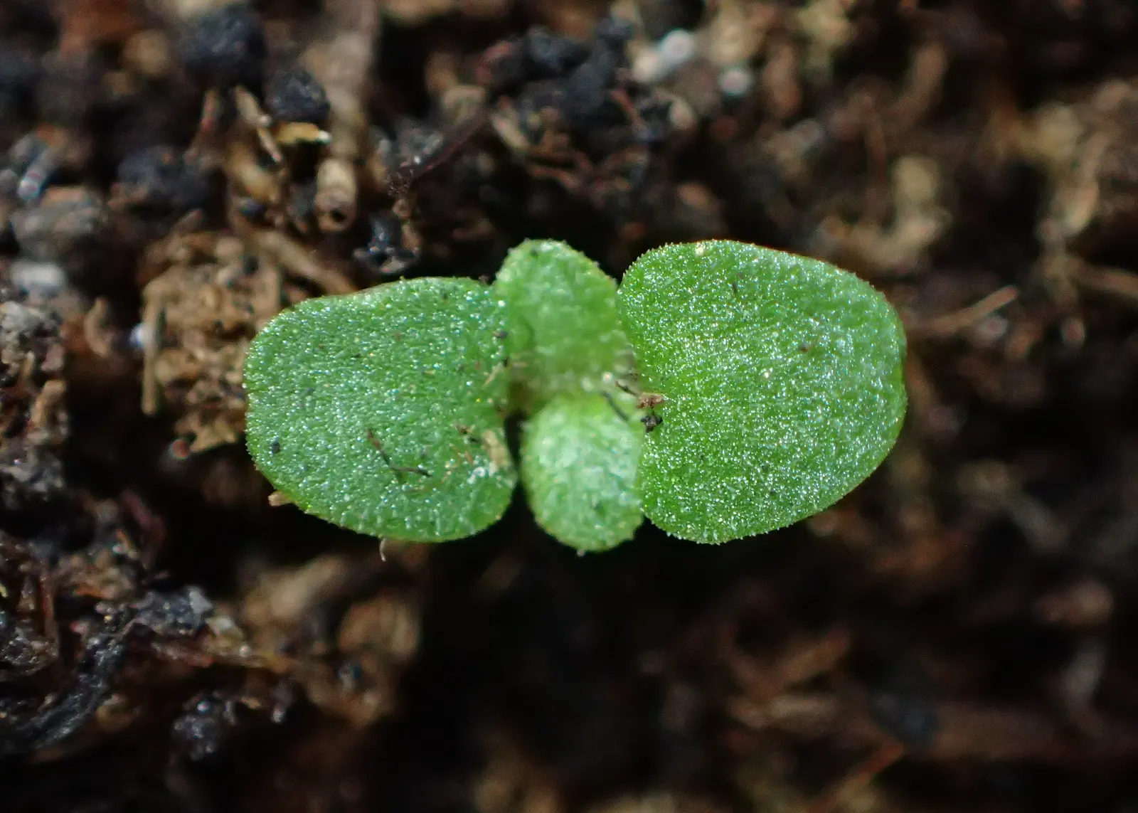 Oregano (Origanum Vulgare) — Thriving in full sun and well-drained soil; oregano is drought tolerant once established and attracts pollinators, image 104
