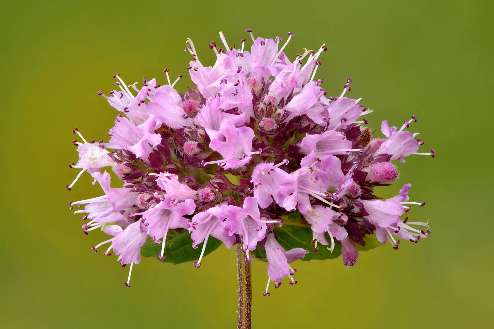 Oregano (Origanum Vulgare) — oregano is a versatile plant that requires full sun exposure for optimal growth; scientifically named Origanum vulgare, image 90