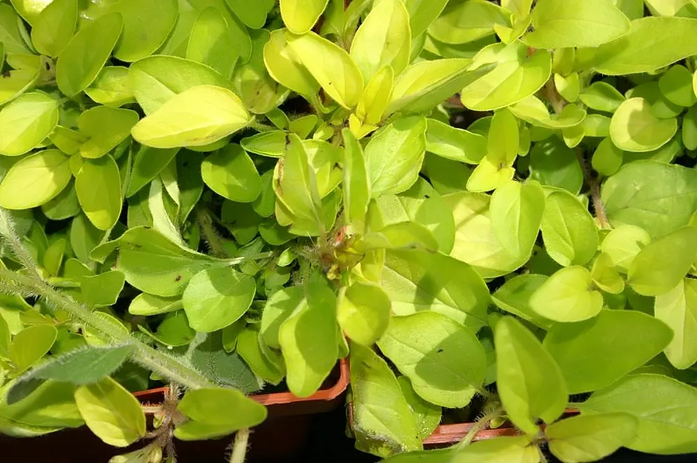 Oregano (Origanum Vulgare) — scientifically named Origanum vulgare; its versatility makes it an excellent addition to herb gardens, rockeries, or, image 127