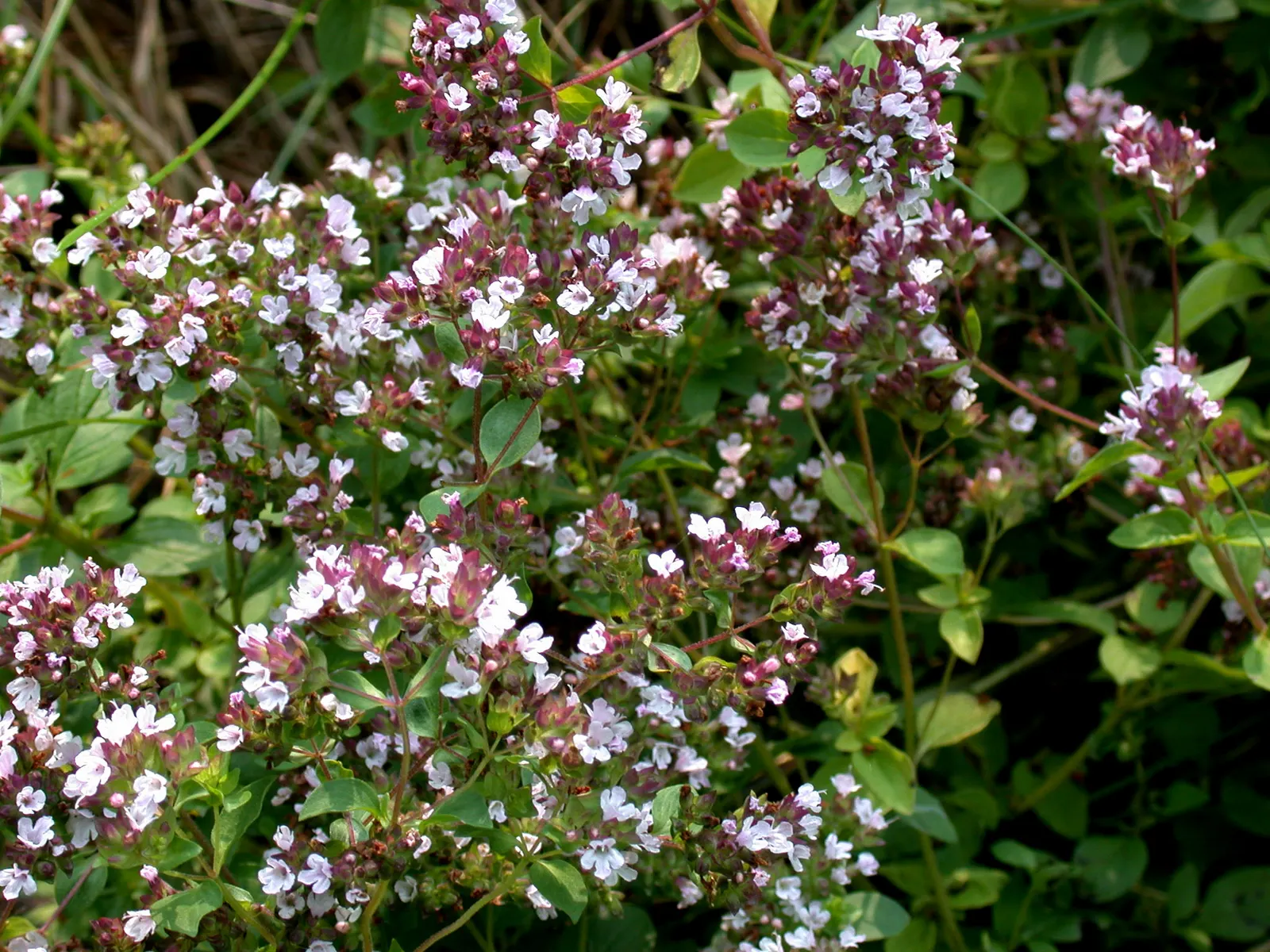 Oregano (Origanum Vulgare) — pink flowers in the garden; it features delicate purple flowers and reaches up to 30 inches tall, with a spread of 18, image 78