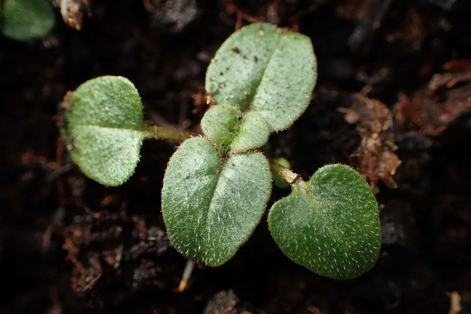 Oregano (Origanum Vulgare) — pink flowers in the garden; it features delicate purple flowers and reaches up to 30 inches tall, with a spread of 18, image 98