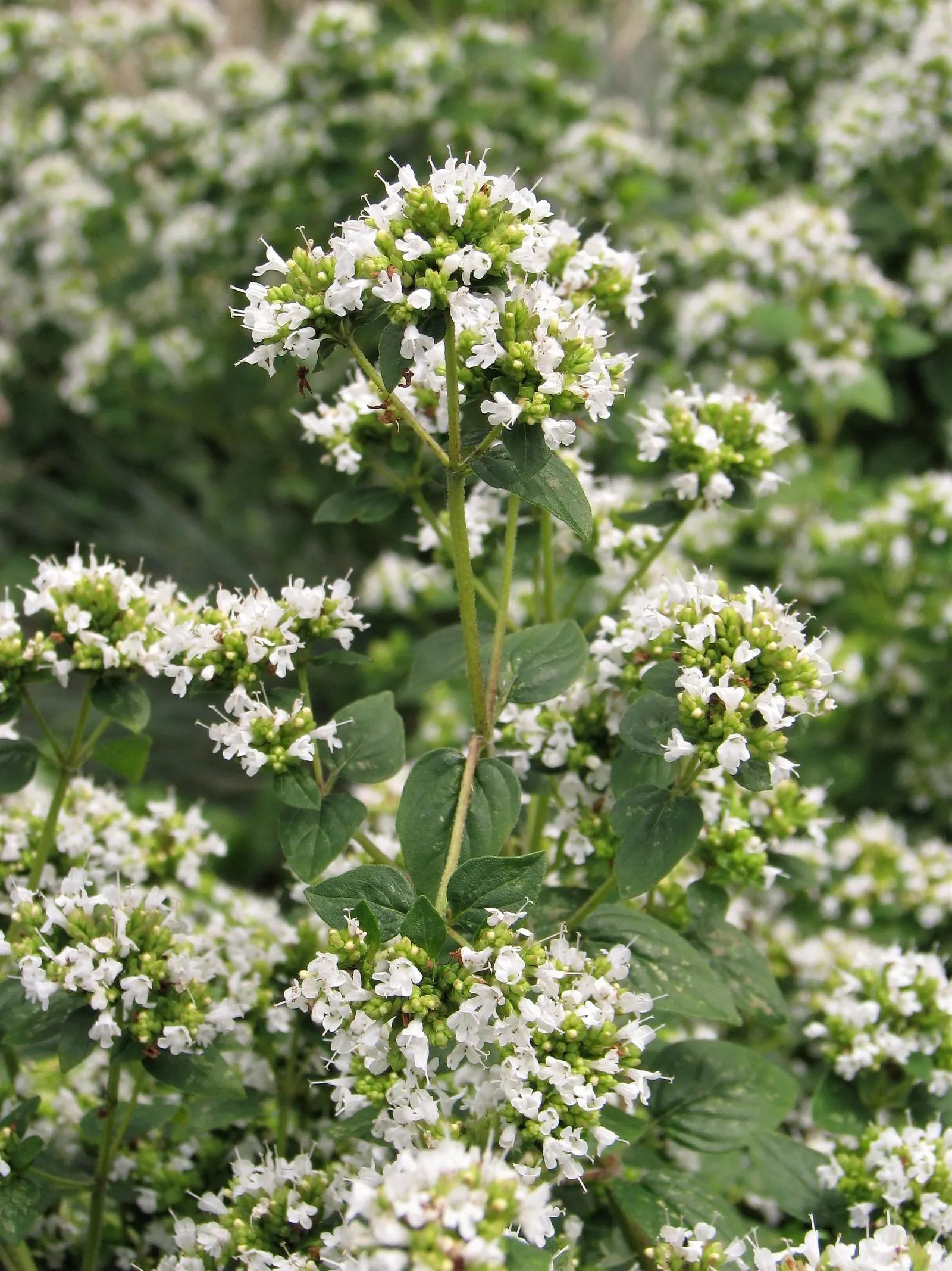 Oregano (Origanum Vulgare) — Its versatility makes it an excellent addition to herb gardens, rockeries, or as a fragrant ground cover; herb /, image 106