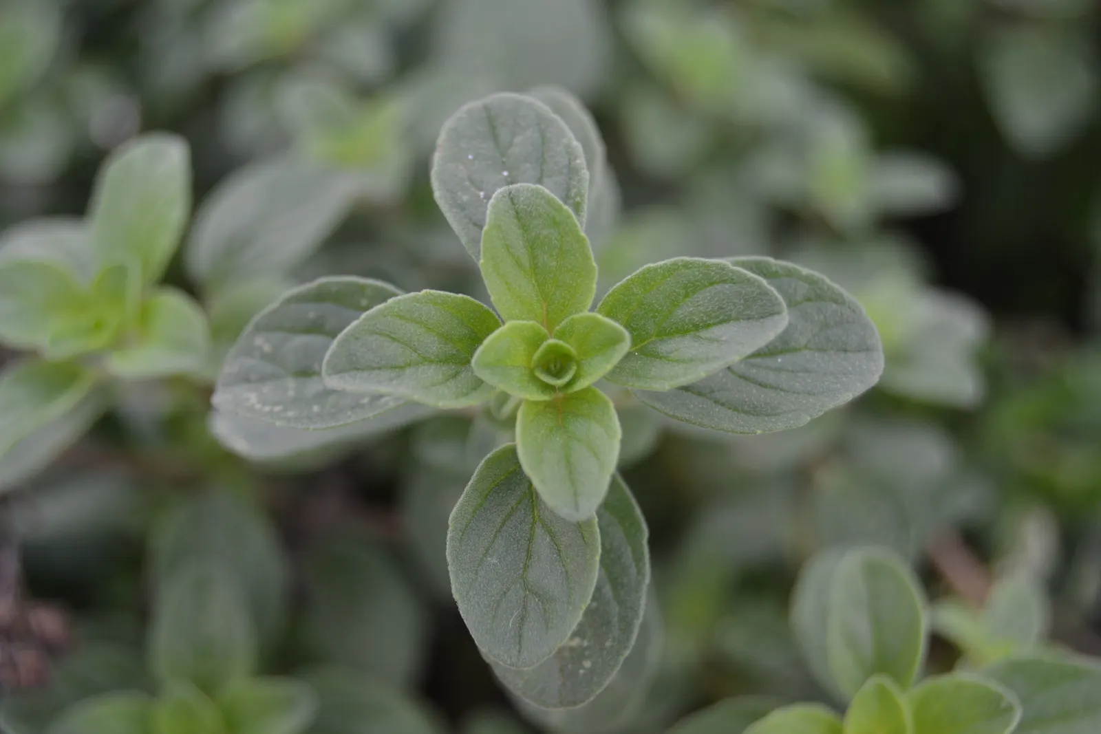 Oregano (Origanum Vulgare) — oregano is drought tolerant once established and attracts pollinators; oregano leaves are a staple in Mediterranean, image 105
