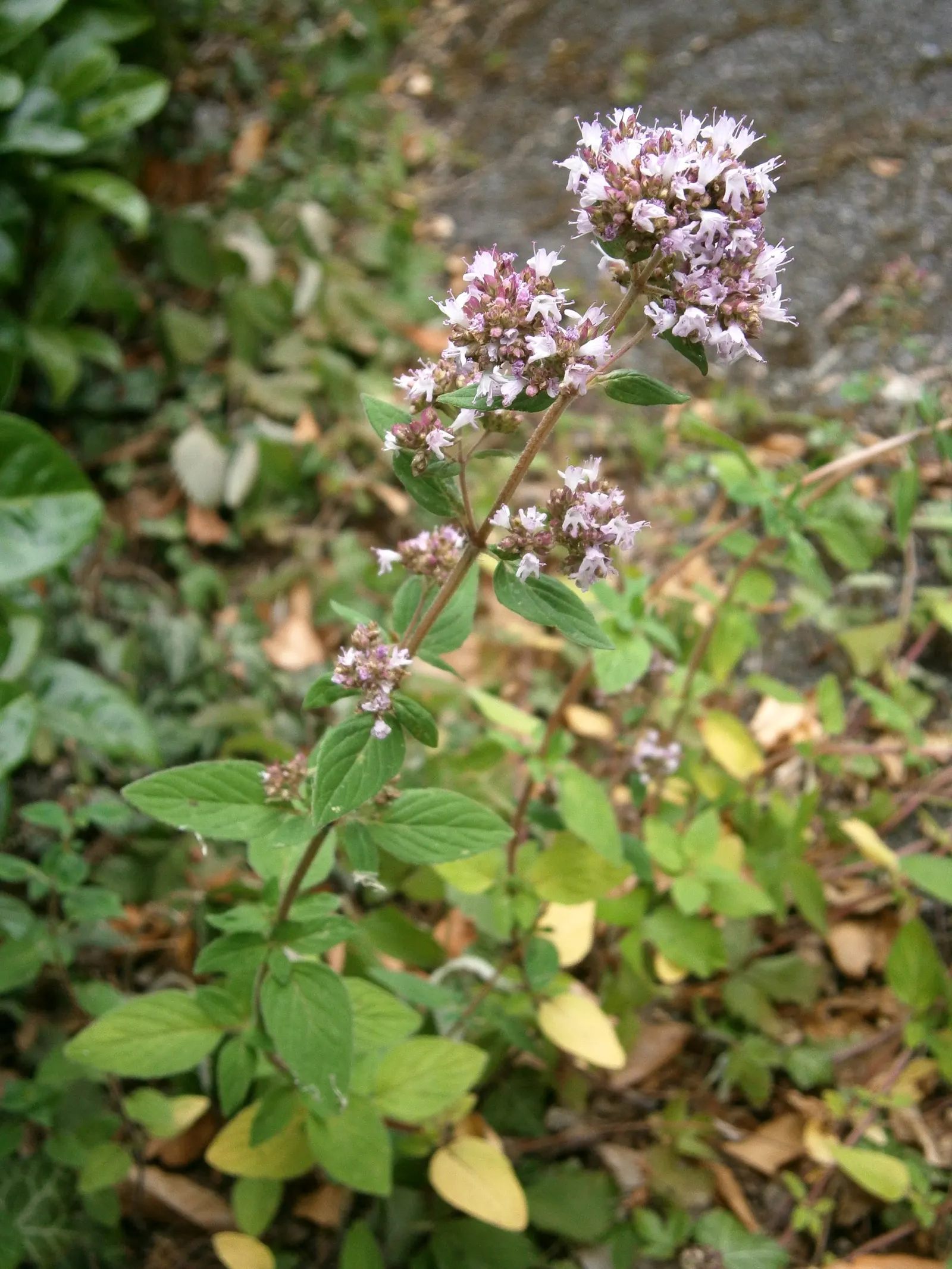Oregano (Origanum Vulgare) — and breads.<br><br>For the landscape designer; is a perennial herb cherished for its aromatic leaves and delicate, image 73