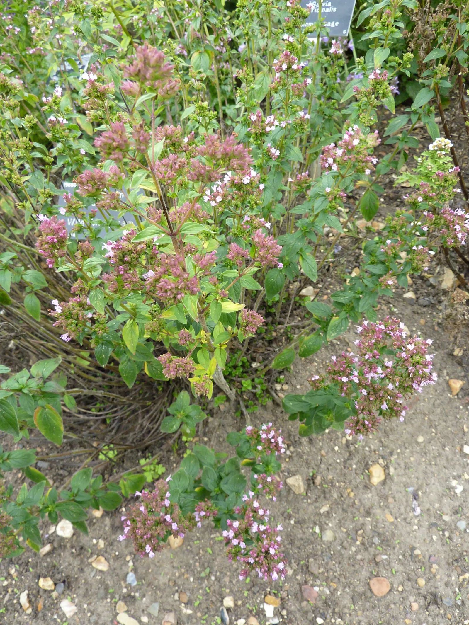 Oregano (Origanum Vulgare) — is a perennial herb cherished for its aromatic leaves and delicate purple flowers; and breads.<br><br>For the, image 88