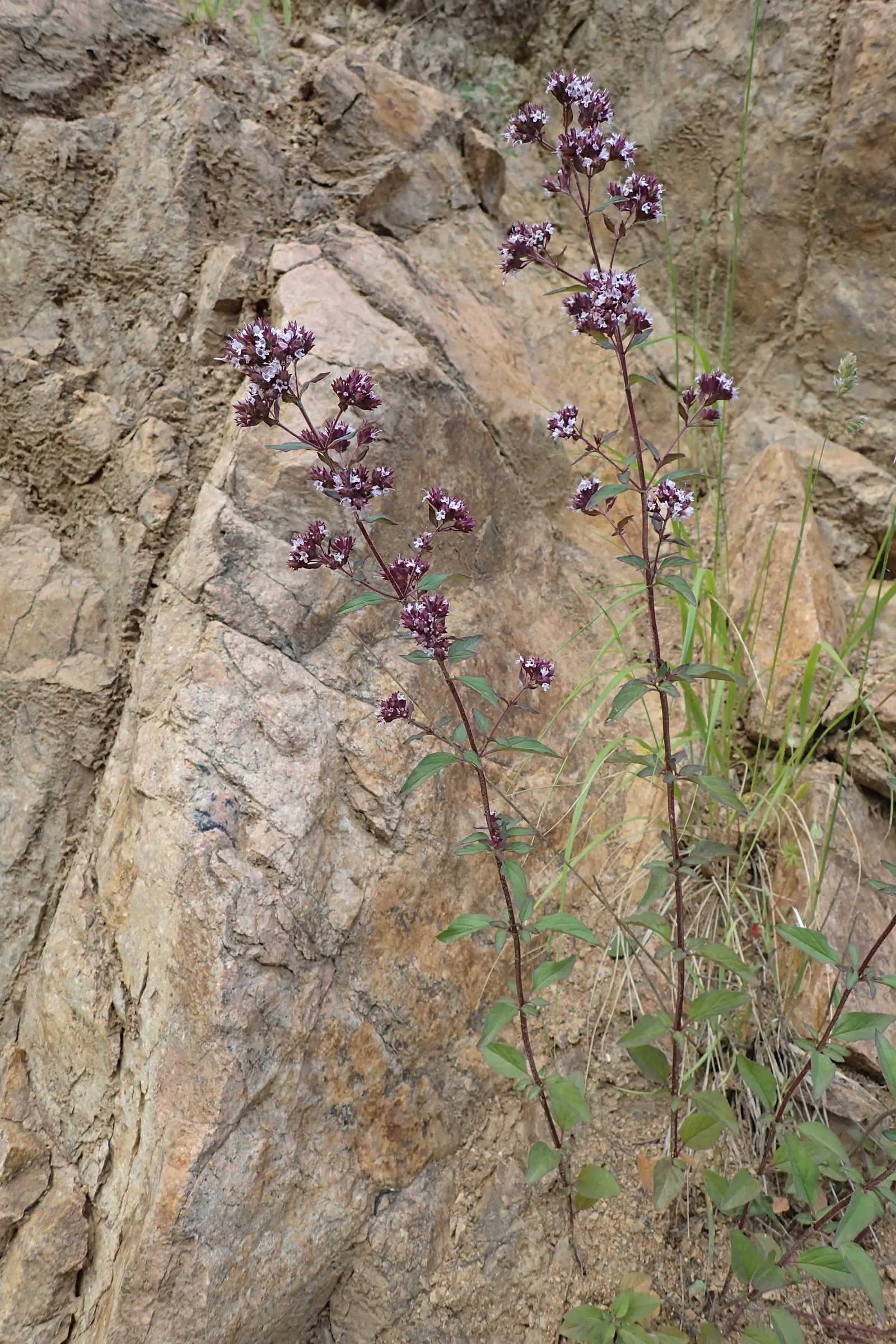 Oregano (Origanum Vulgare) — oregano leaves are a staple in Mediterranean cuisine; oregano (Origanum vulgare) is a resilient perennial herb, image 72