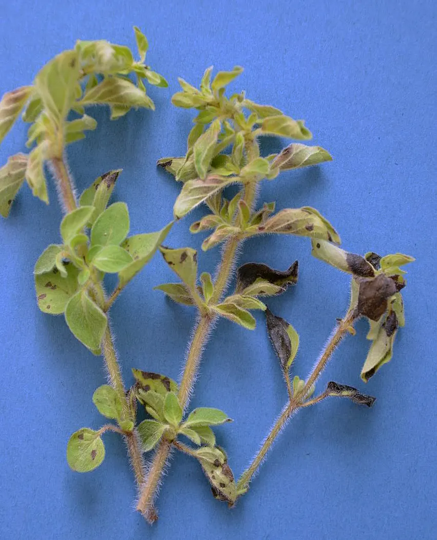 Oregano (Origanum Vulgare) — and its tendency to attract pollinators like bees and butterflies adds life to the garden; department of Agriculture, image 116