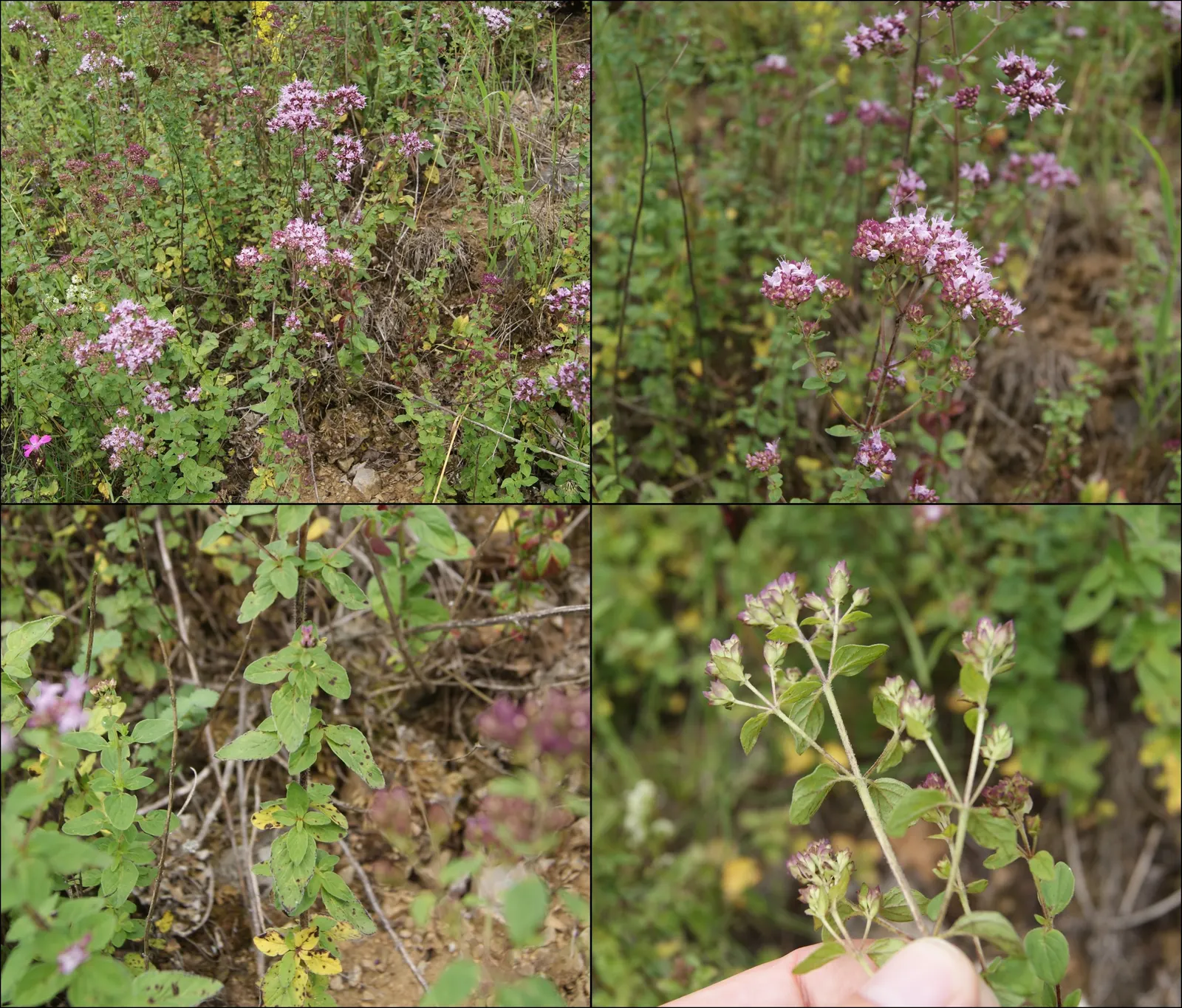 Oregano (Origanum Vulgare) — herb / perennial with pink blooms; oregano is a versatile plant that requires full sun exposure for optimal growth, image 119