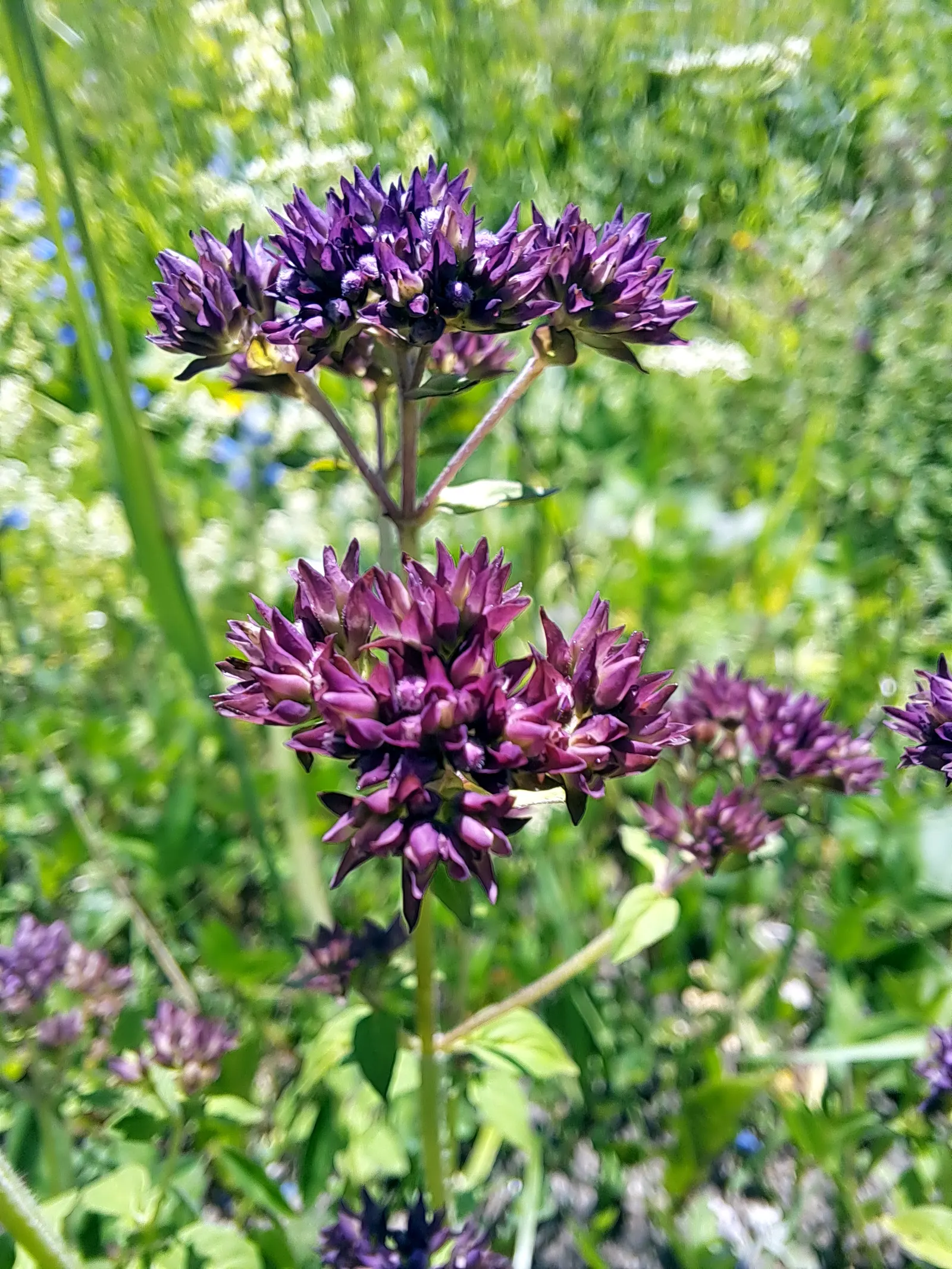 Oregano (Origanum Vulgare) — and its tendency to attract pollinators like bees and butterflies adds life to the garden; department of Agriculture, image 96