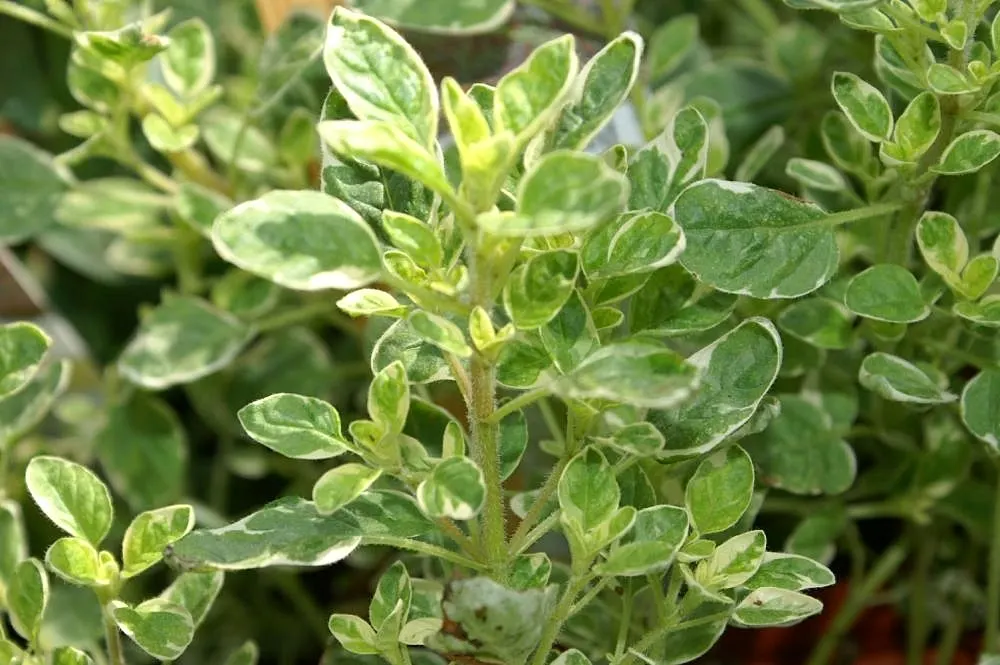 Oregano (Origanum Vulgare) — is a perennial herb cherished for its aromatic leaves and delicate purple flowers; and breads.<br><br>For the, image 108