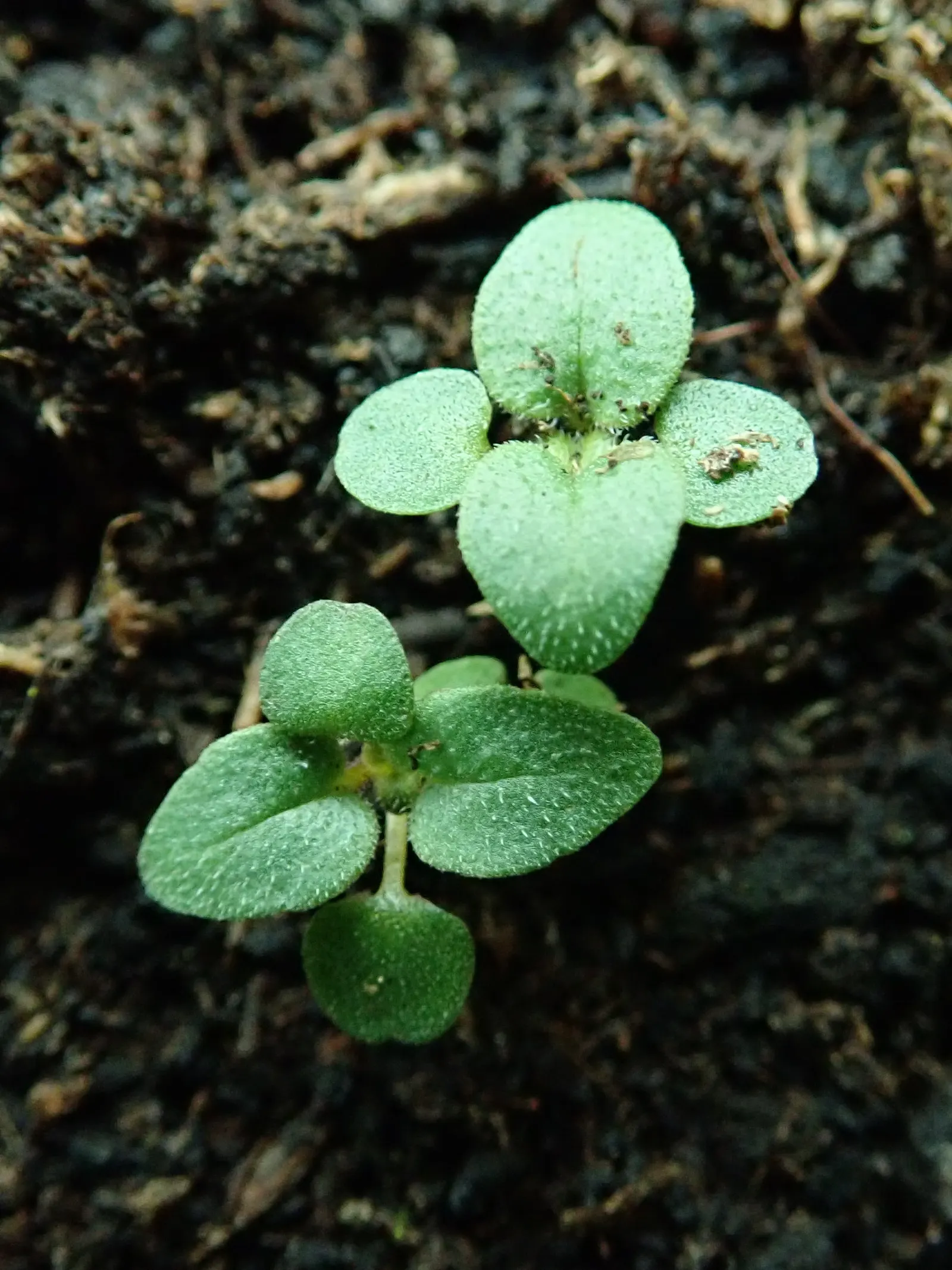 Oregano (Origanum Vulgare) — Oregano (Origanum vulgare) is a resilient perennial herb; thriving in full sun and well-drained soil, image 101