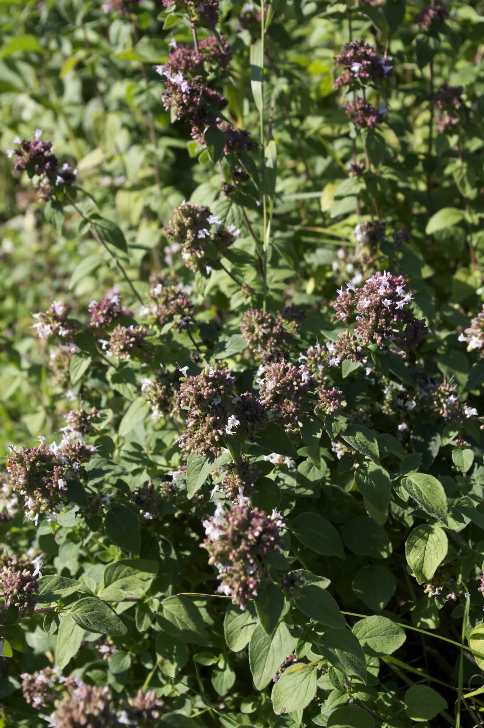 Oregano (Origanum Vulgare) — incorporating oregano provides both an aesthetic and functional element; its texture contrasts beautifully against, image 114