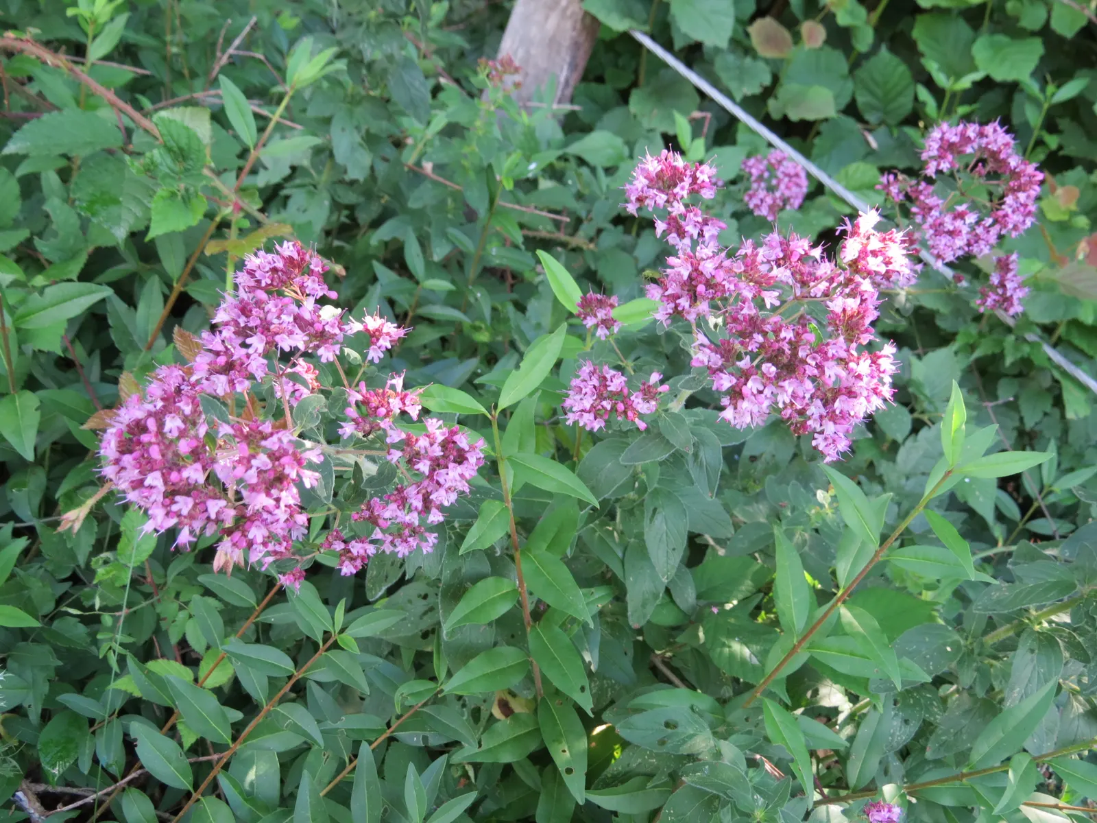 Oregano (Origanum Vulgare) — oregano is a versatile plant that requires full sun exposure for optimal growth; scientifically named Origanum vulgare, image 110