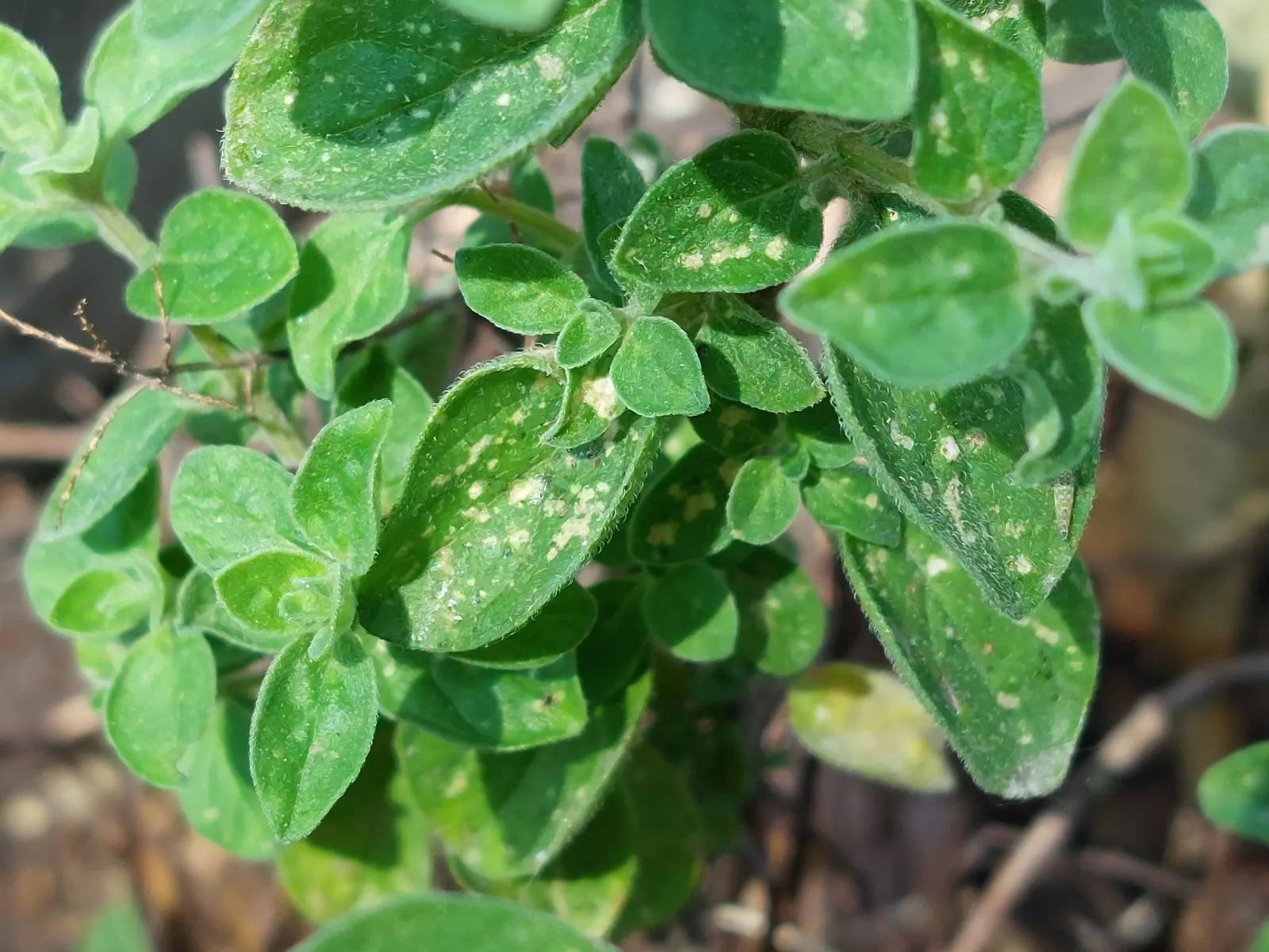 Oregano (Origanum Vulgare) — Its texture contrasts beautifully against broader-leaved plants; prized for its aromatic leaves used in culinary, image 115