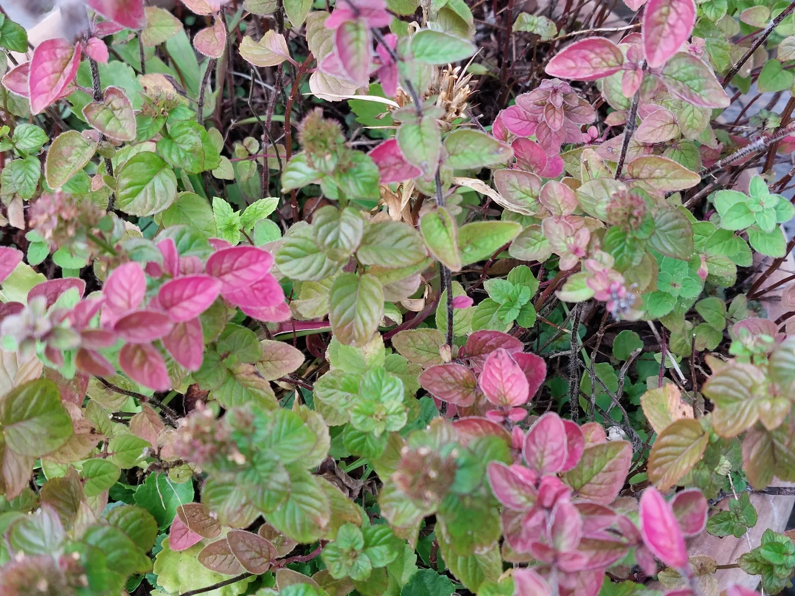 Oregano (Origanum Vulgare) — herb / perennial with pink blooms; oregano is a versatile plant that requires full sun exposure for optimal growth, image 99