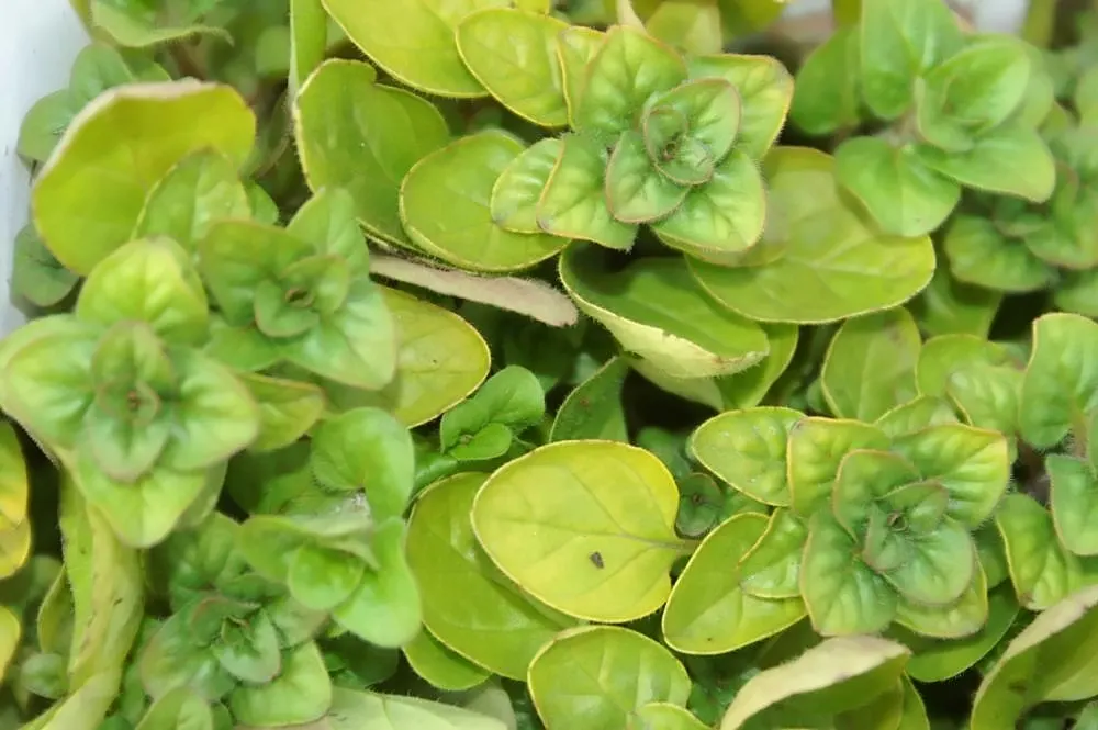 Oregano (Origanum Vulgare) — oregano is drought tolerant once established and attracts pollinators; oregano leaves are a staple in Mediterranean, image 125