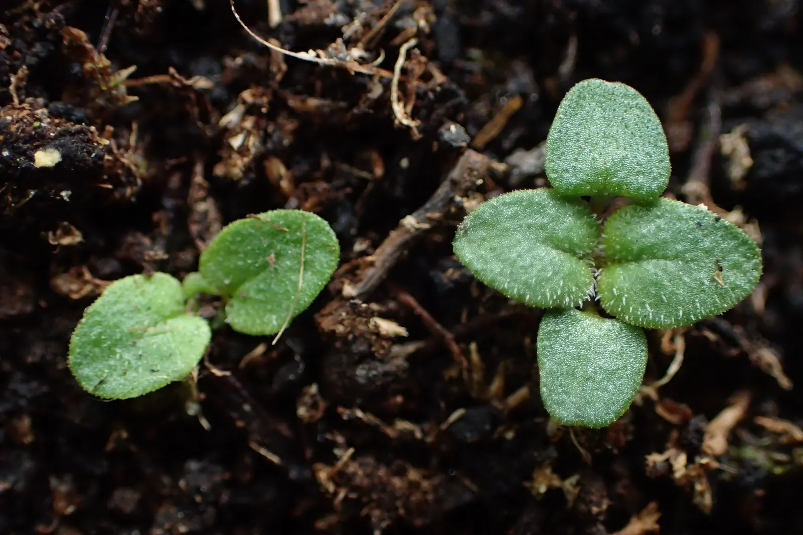 Oregano (Origanum Vulgare) — Oregano (Origanum vulgare) is a resilient perennial herb; thriving in full sun and well-drained soil, image 121