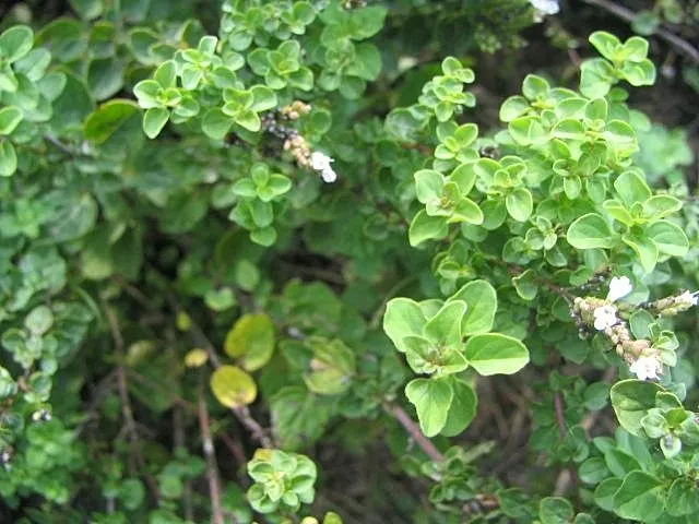 Oregano (Origanum Vulgare) — oregano leaves are a staple in Mediterranean cuisine; oregano (Origanum vulgare) is a resilient perennial herb, image 92