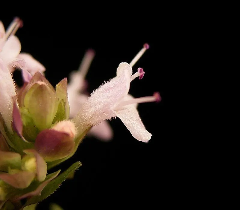 Oregano (Origanum Vulgare) — oregano leaves are a staple in Mediterranean cuisine; oregano (Origanum vulgare) is a resilient perennial herb, image 112