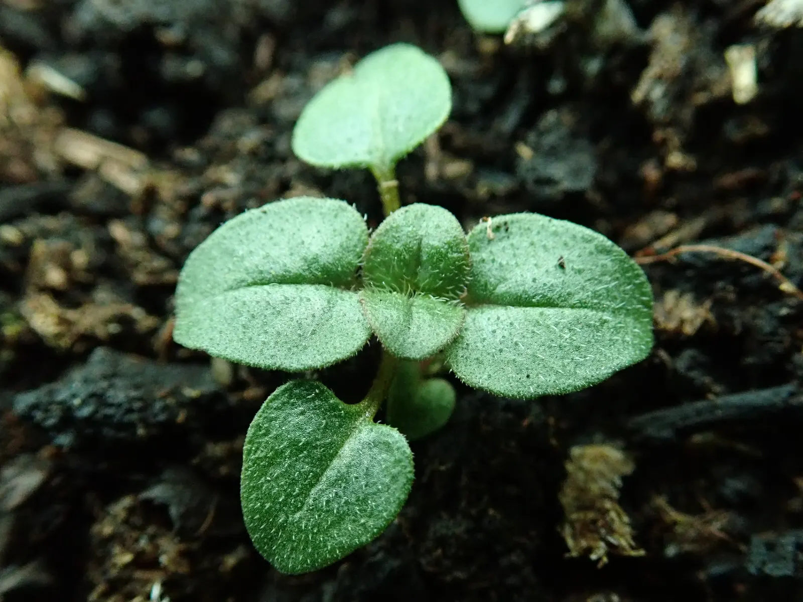 Oregano (Origanum Vulgare) — and breads.<br><br>For the landscape designer; is a perennial herb cherished for its aromatic leaves and delicate, image 93