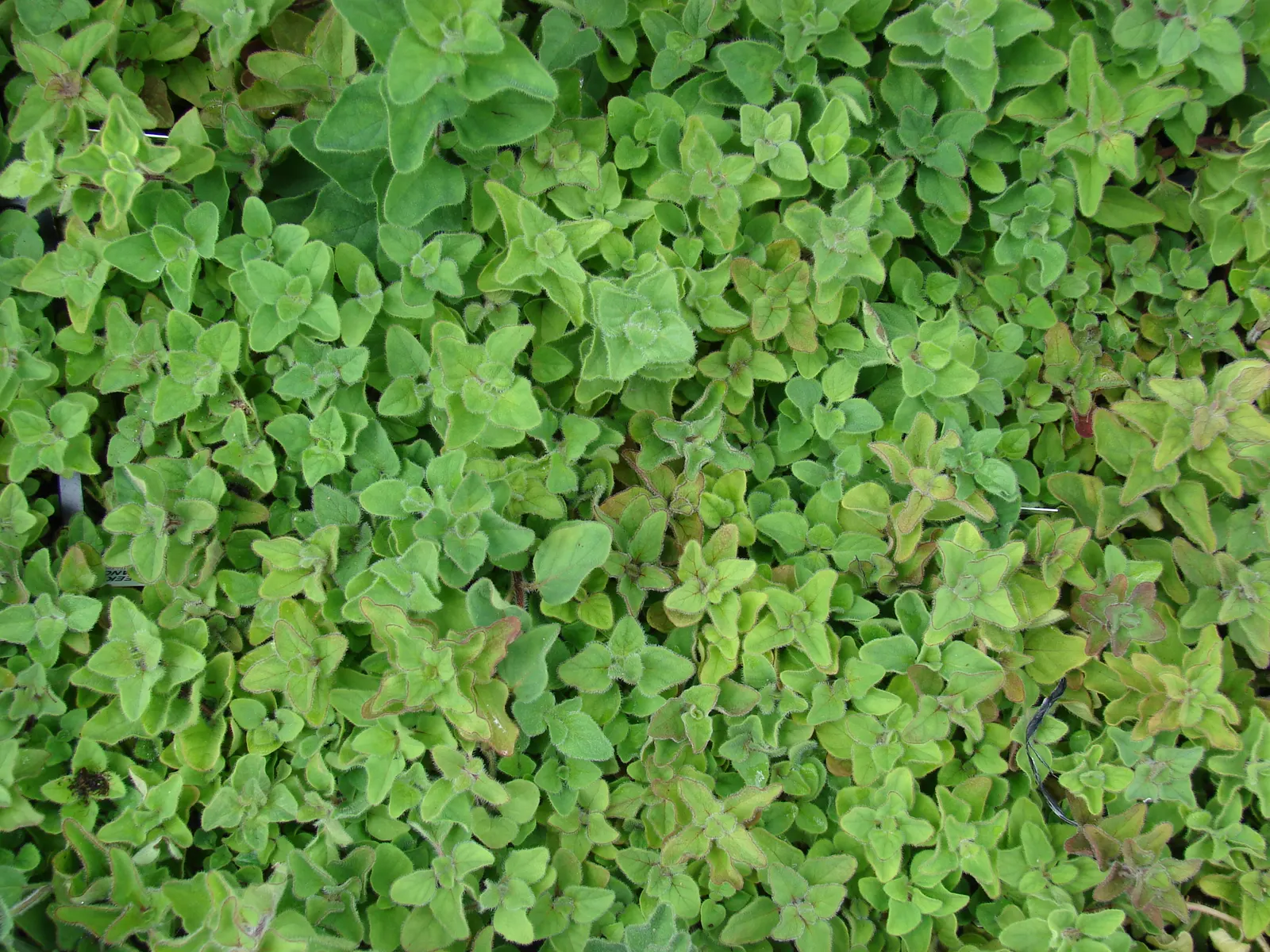 Oregano (Origanum Vulgare) — incorporating oregano provides both an aesthetic and functional element; its texture contrasts beautifully against, image 54