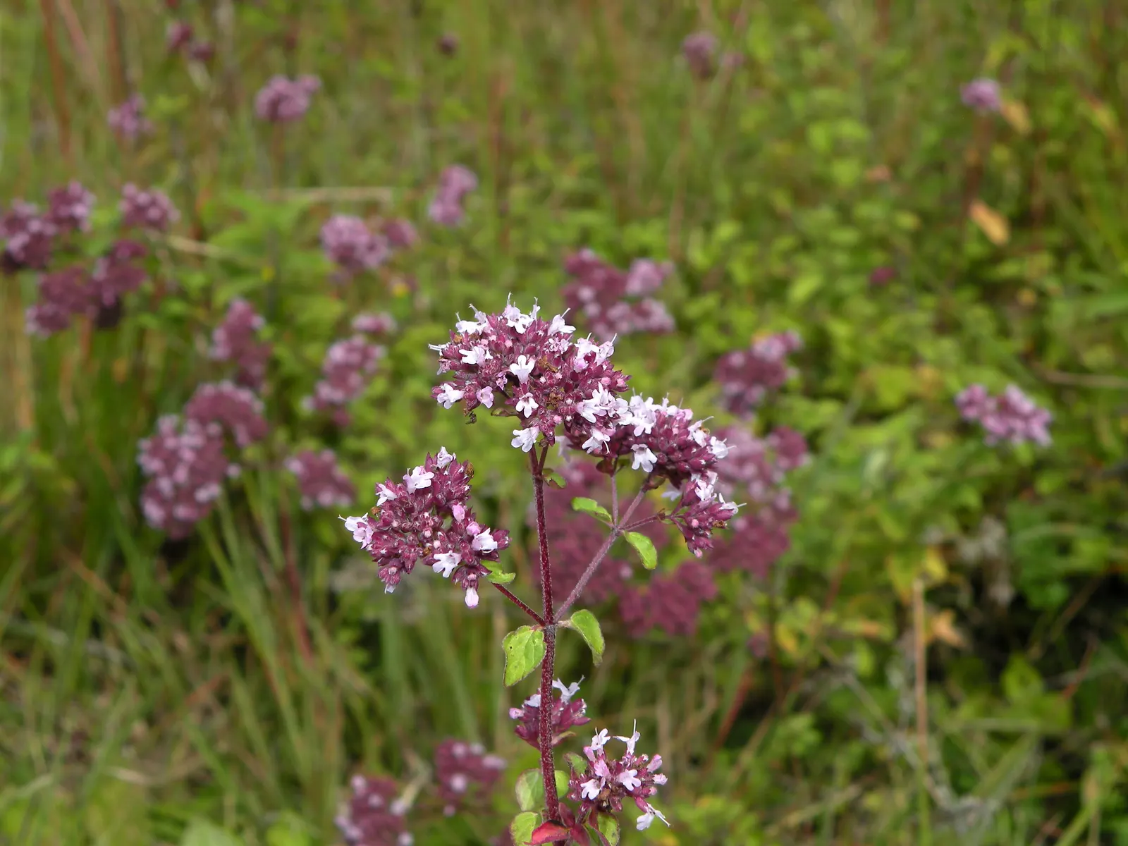 Oregano (Origanum Vulgare) — scientifically named Origanum vulgare; its versatility makes it an excellent addition to herb gardens, rockeries, or, image 87