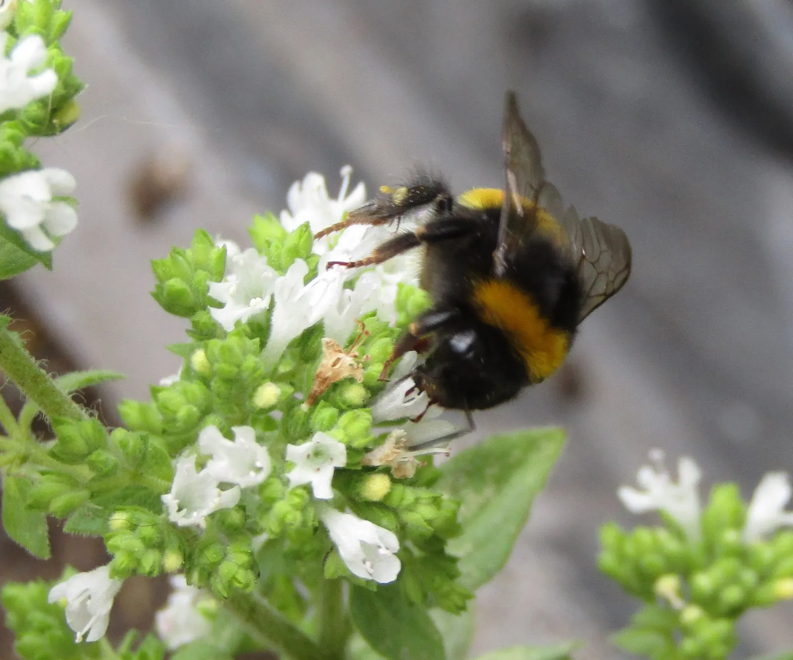 Oregano (Origanum Vulgare) — incorporating oregano provides both an aesthetic and functional element; its texture contrasts beautifully against, image 134