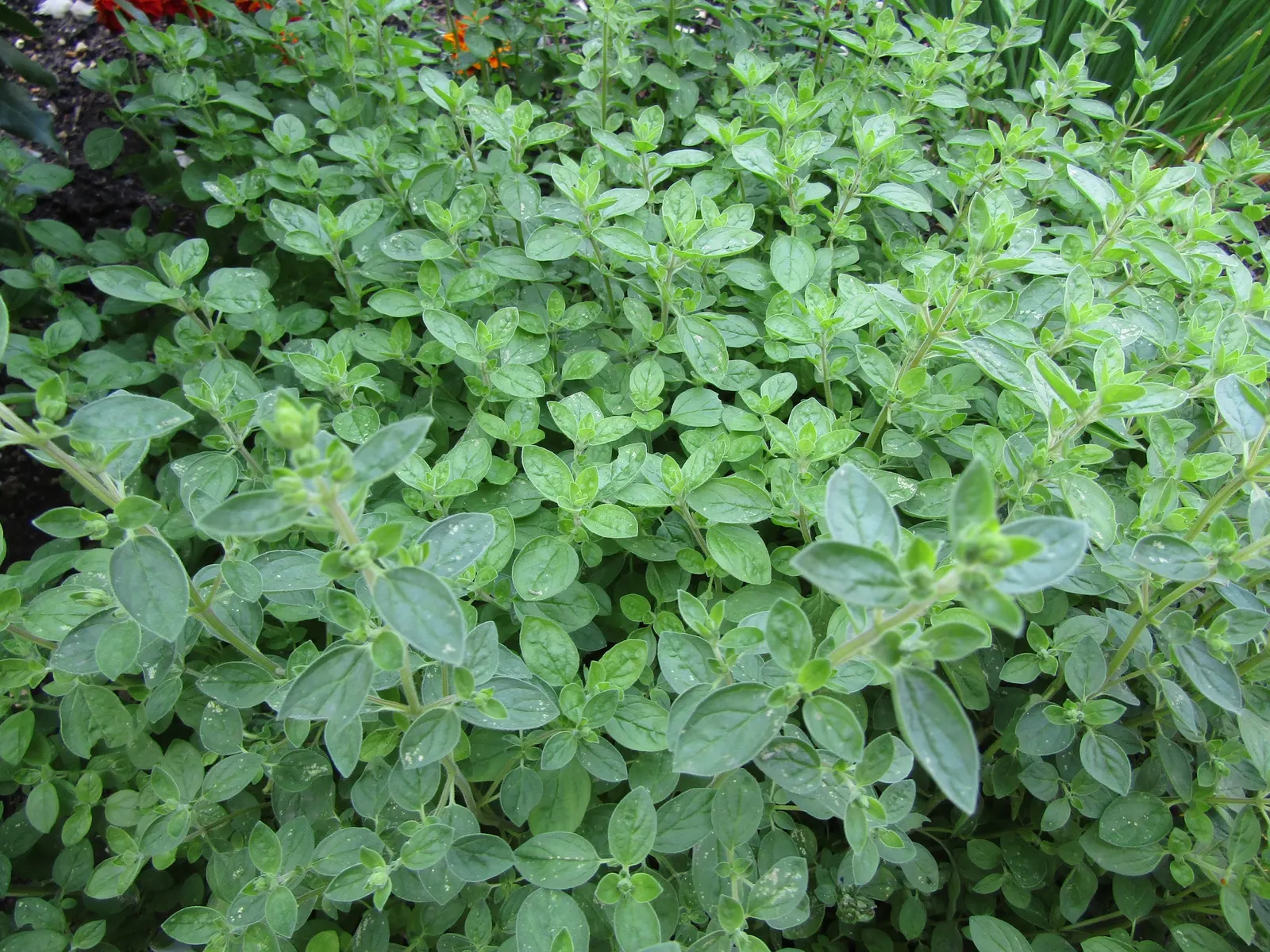 Oregano (Origanum Vulgare) — is a perennial herb cherished for its aromatic leaves and delicate purple flowers; and breads.<br><br>For the, image 128