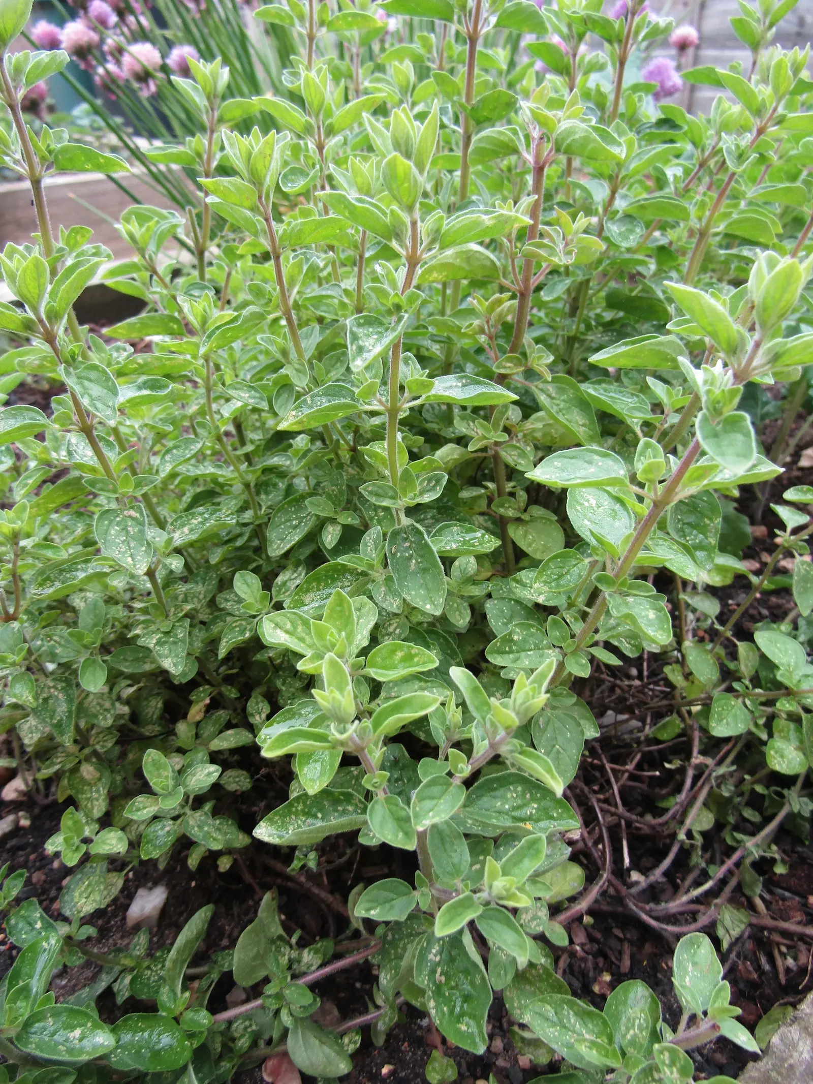 Oregano (Origanum Vulgare) — and breads.<br><br>For the landscape designer; is a perennial herb cherished for its aromatic leaves and delicate, image 133