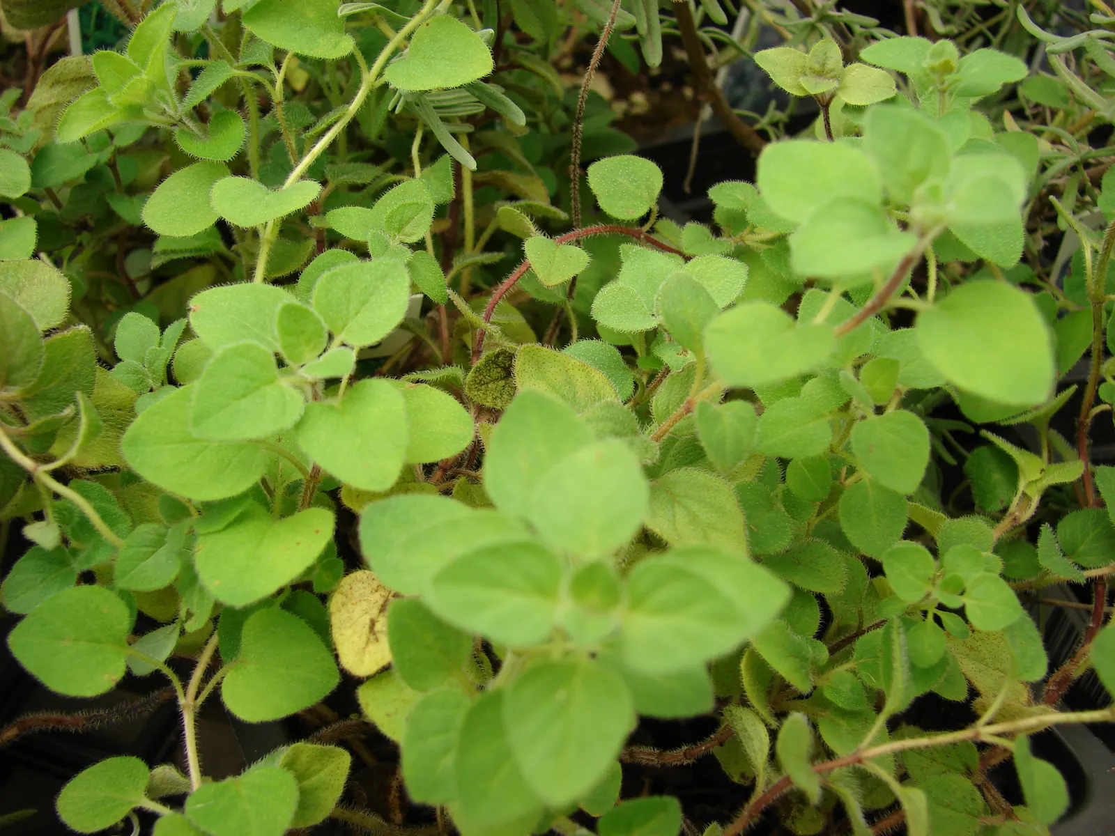 Oregano (Origanum Vulgare) — and its tendency to attract pollinators like bees and butterflies adds life to the garden; department of Agriculture, image 56