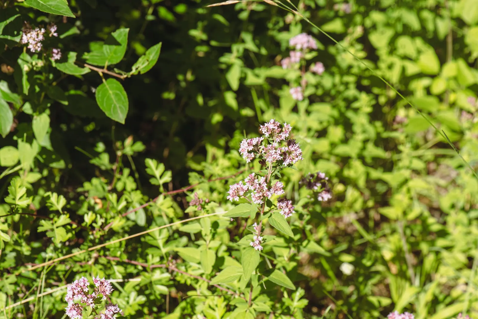 Oregano (Origanum Vulgare) — and breads.<br><br>For the landscape designer; is a perennial herb cherished for its aromatic leaves and delicate, image 53